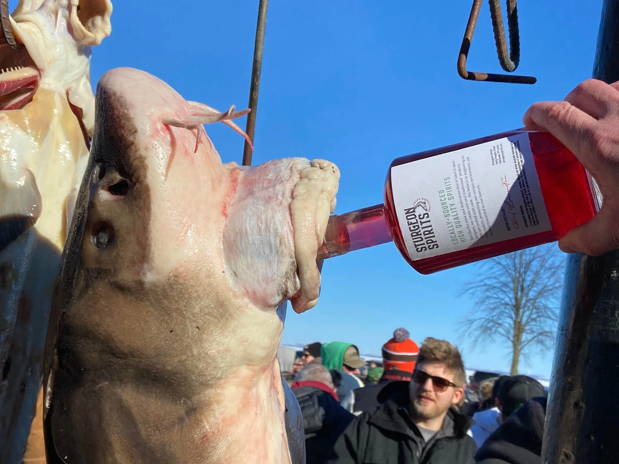 sturgeon-drinking.jpg