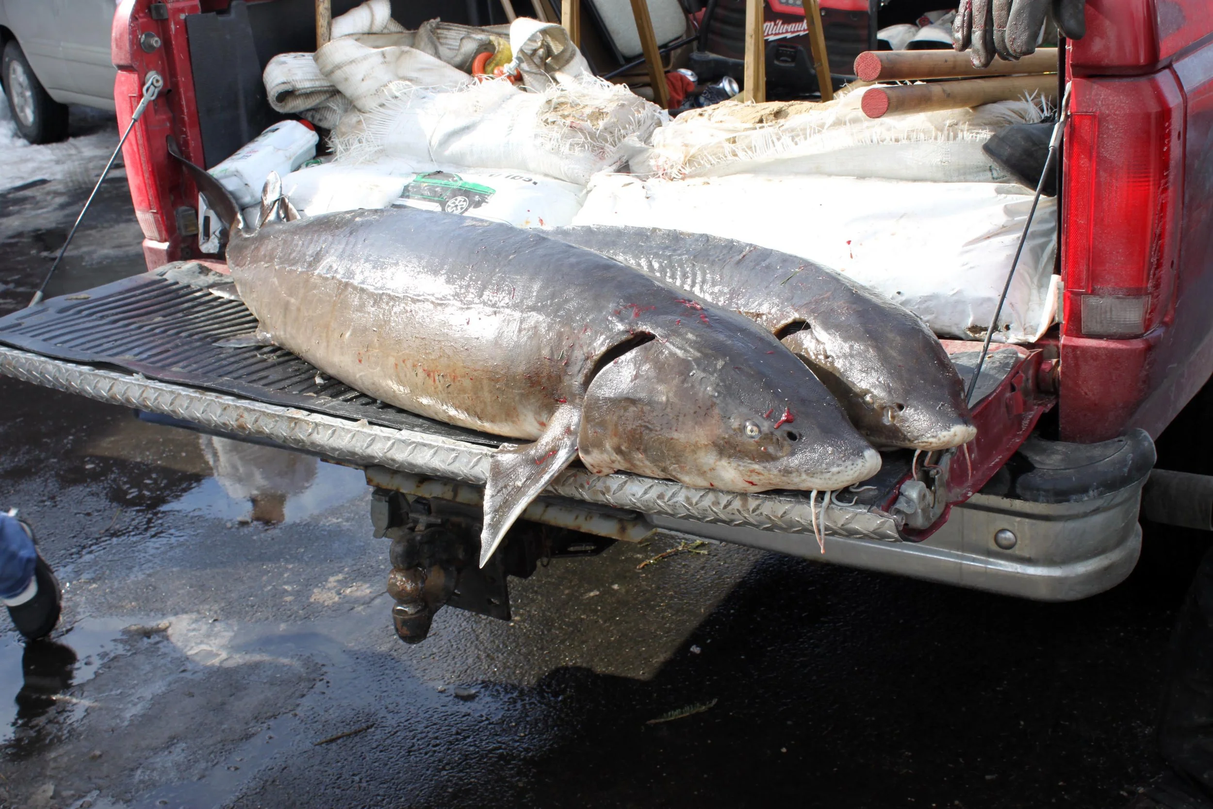Sturgeon Weekend 001.JPG