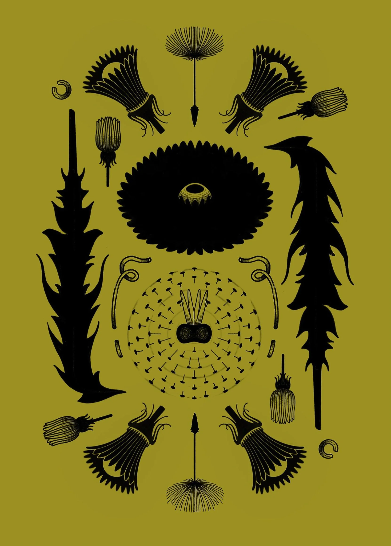 dandelion_square.jpg