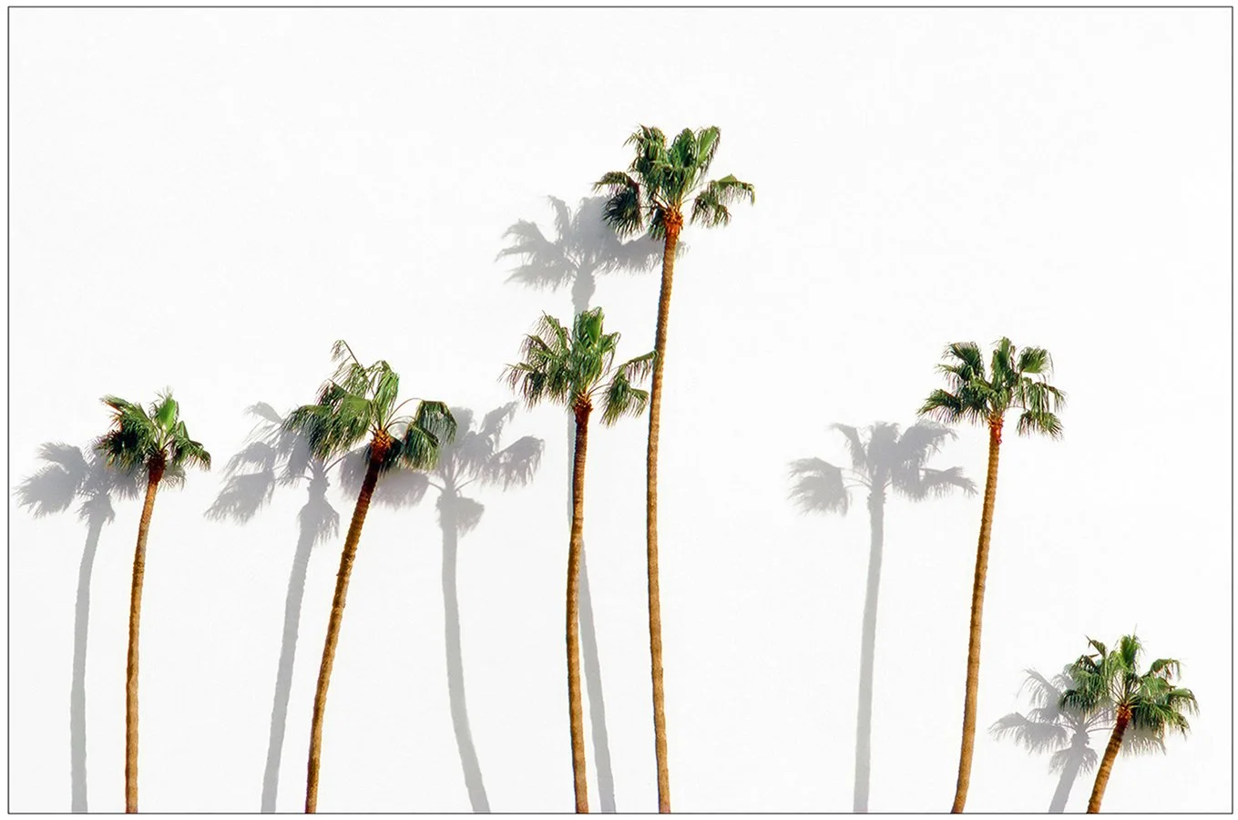 Palm Trees  -  Los Angeles, California  1985