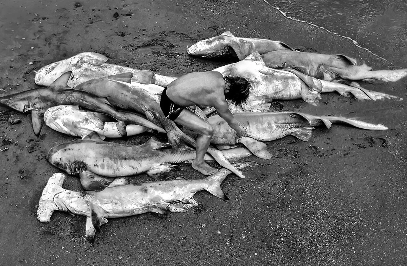 Shark fisherman - Zihuatanejo, Mexico  1980