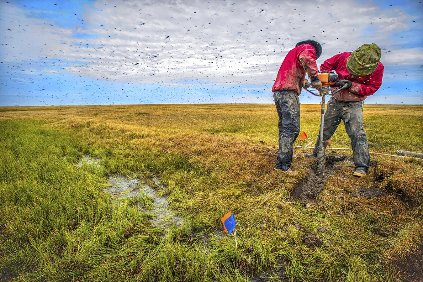 Permafrost core sample drilling amidst swarm of mosquitos - DOE/NGEE project - Utqiagvik (Barrow), Alaska 2013 - client: LBNL/US Dept. of Energy
