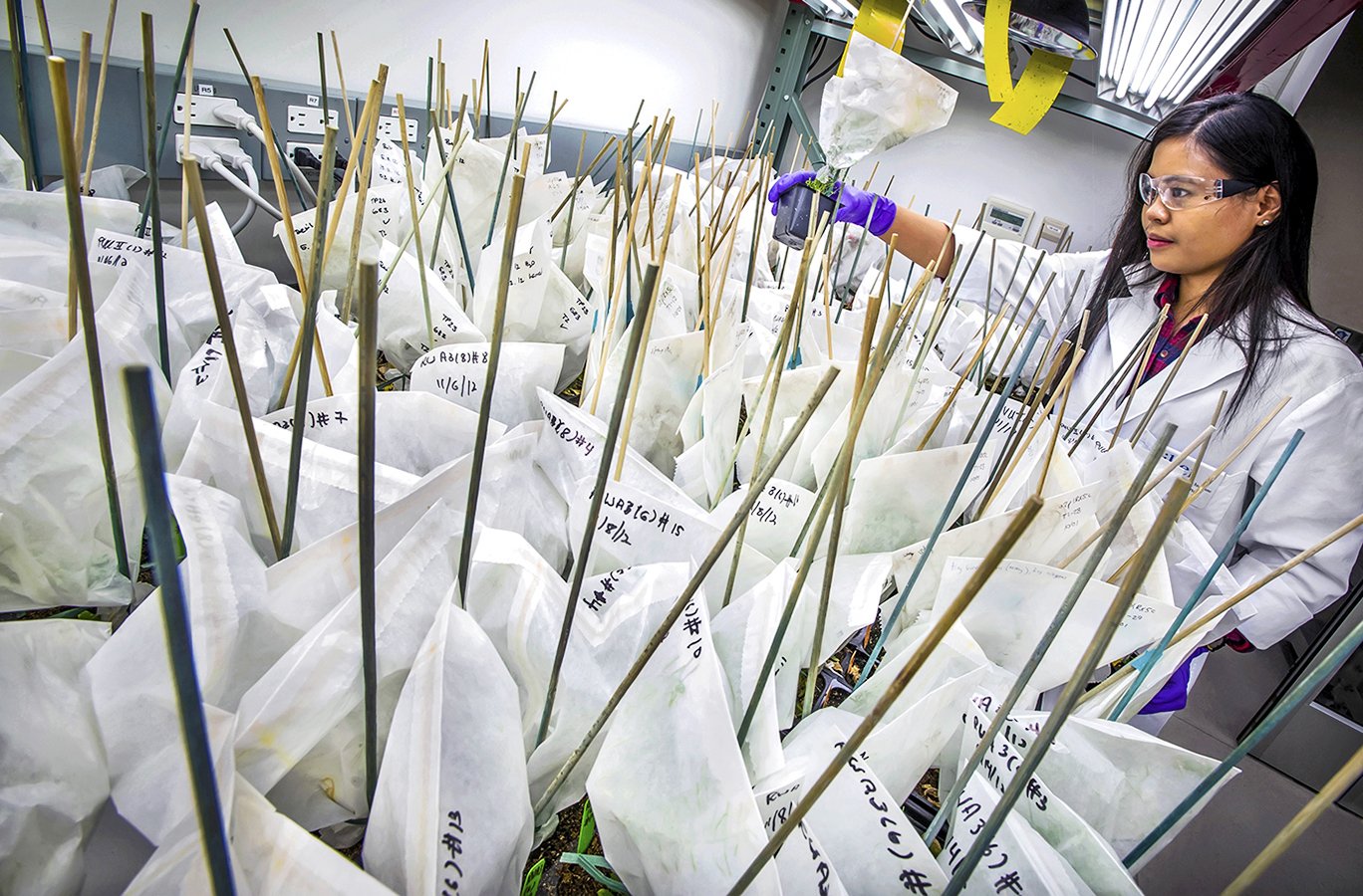 Biofuels plant research - plant growth lab - JBEI - Emeryville, CA 2012 - client: LBNL/US Dept. of Energy