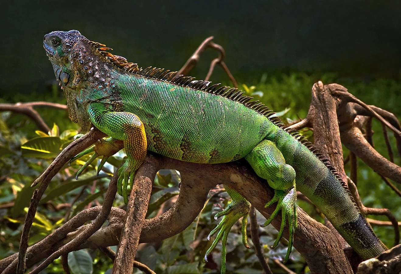 Iguana - Puerto Viejo, Costa Rica 2007