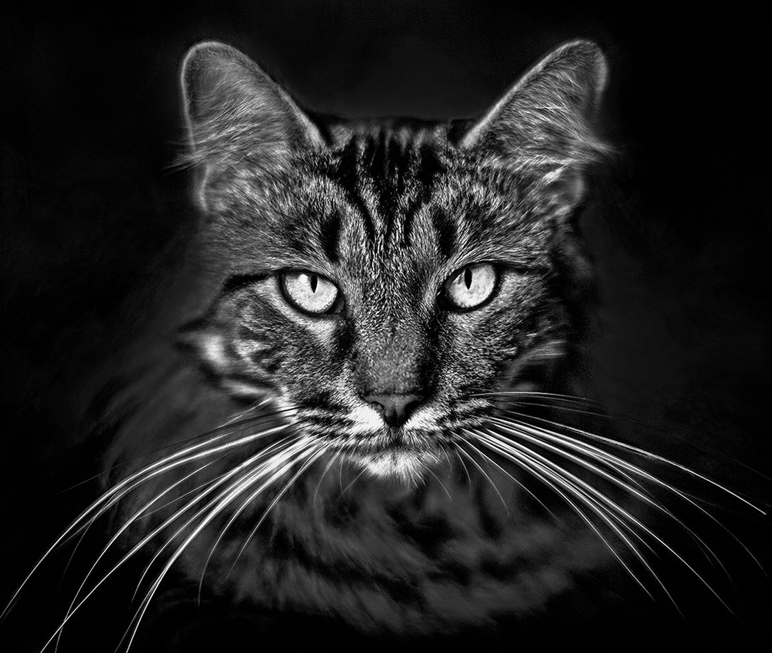 "Dakota" - Bengal/Maine Coon - 2019