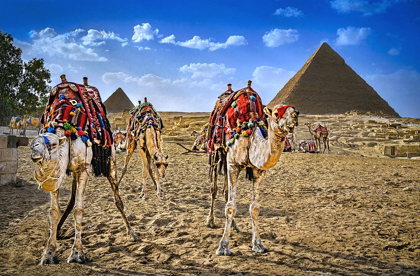 Camel group at Pyramids - Giza, Egypt 2024