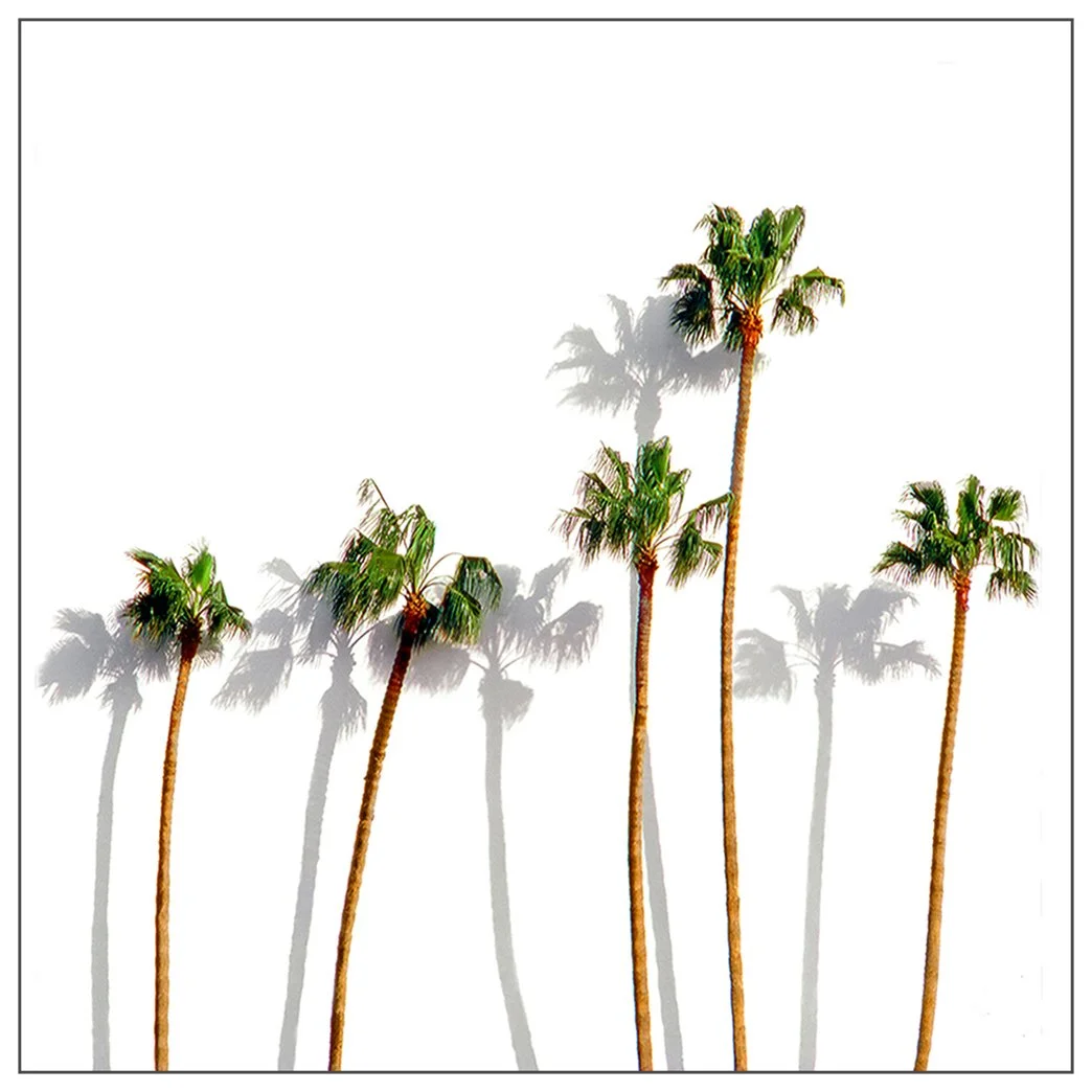 Palm Trees  -  Los Angeles, California  1985