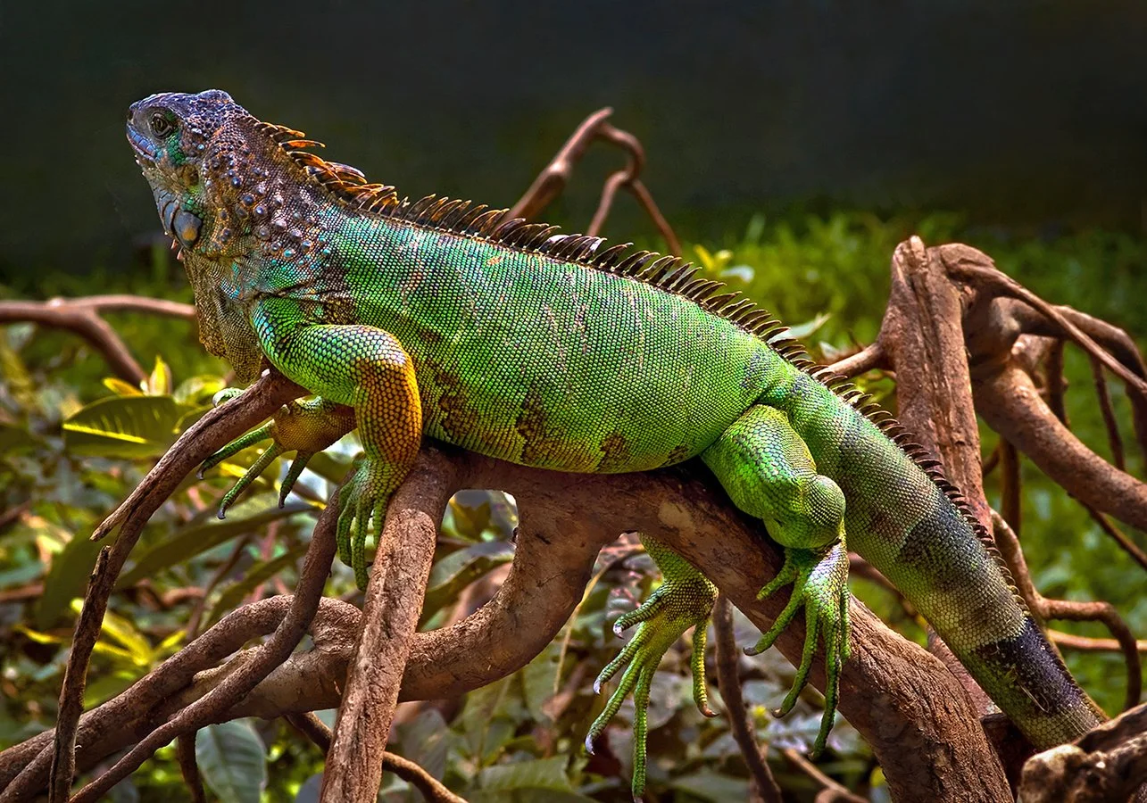Iguana - Puerto Viejo, Costa Rica 2007