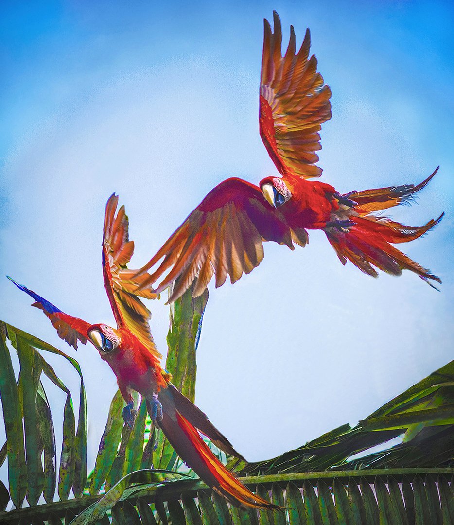 Scarlet Macaws - Osa Peninsula, Costa Rica 2018