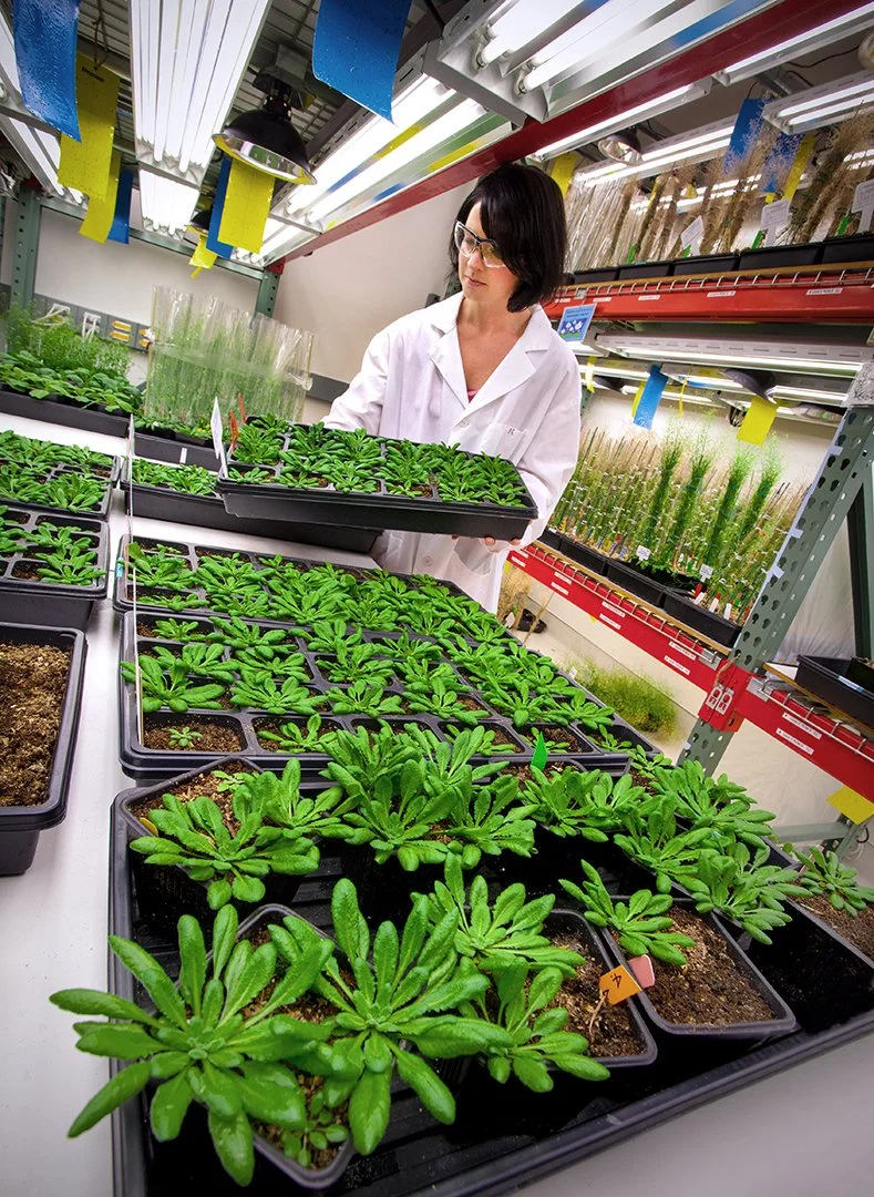 JBEI (Joint BioEnergy Institute) plant growth room - Arabidopsis plants - Biofuel research - Emeryville, California 2011 - client: US Dept. of Energy