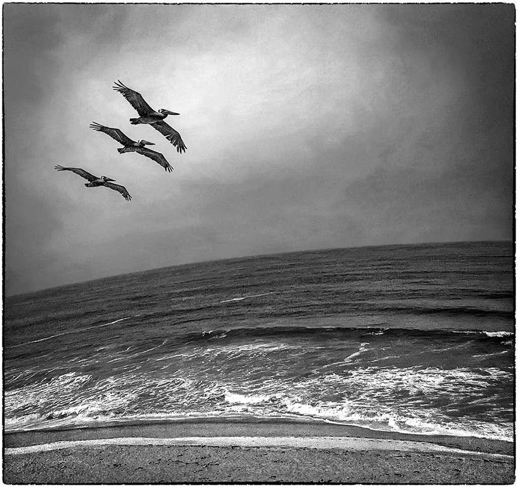 Pelicans - Pacific Coast Highway1 - Half Moon Bay, California 2014