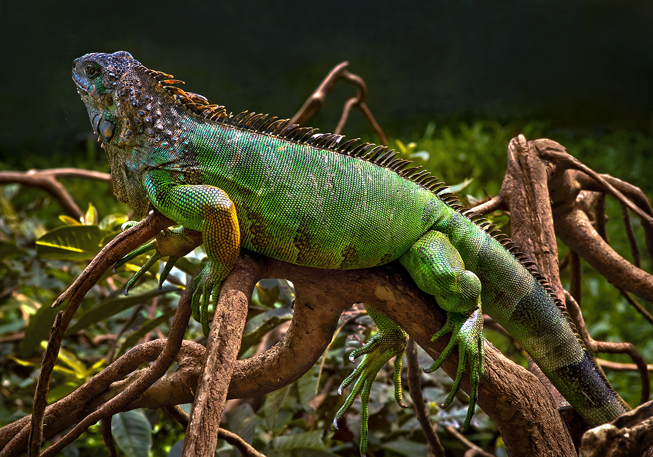 Iguana - Puerto Viejo, Costa Rica 2007