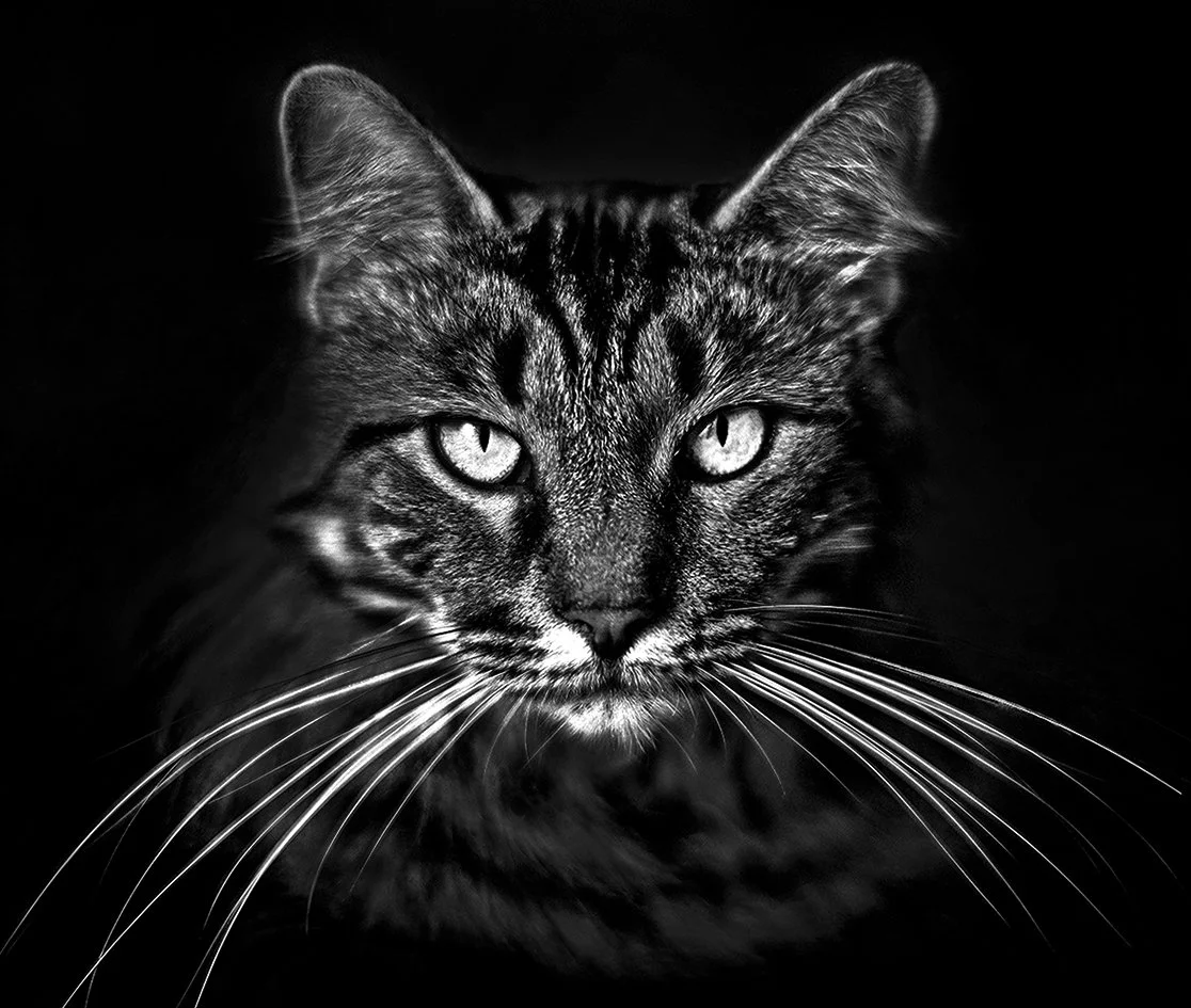 "Dakota" -  2 year old male Bengal/Maine Coon - 2019