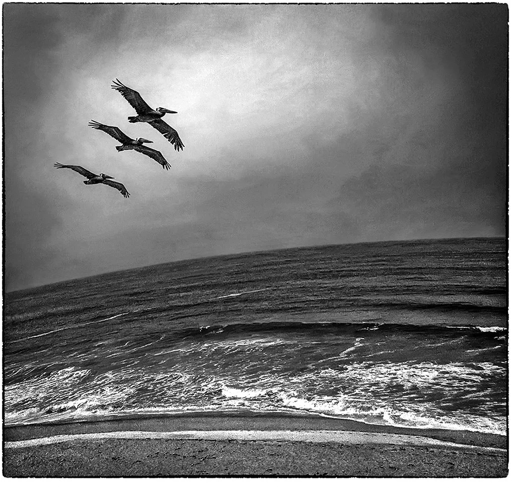 Pelicans - Pacific Coast Highway 1 - Half Moon Bay, California 2014
