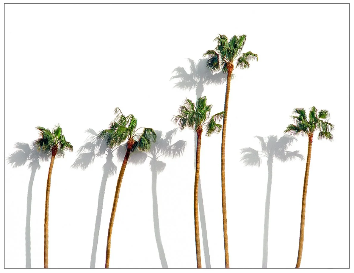 Palm Trees  -  Los Angeles, California  1985