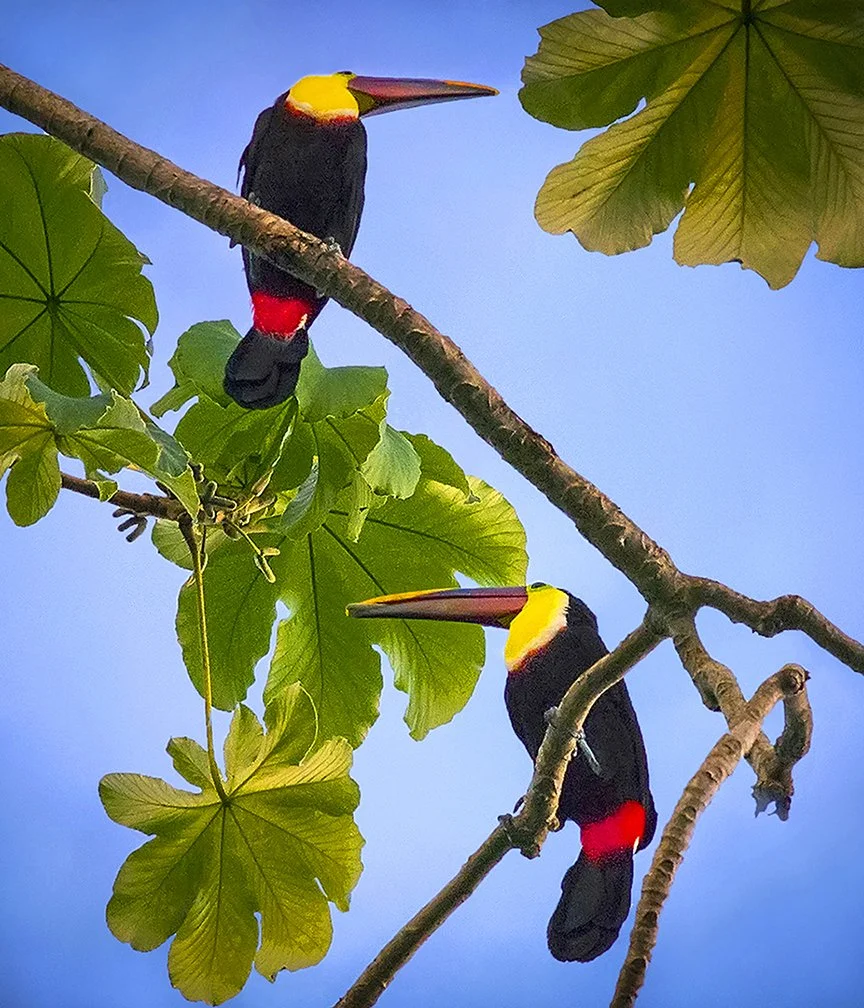 Toucans - Osa Peninsula, Costa Rica 2018