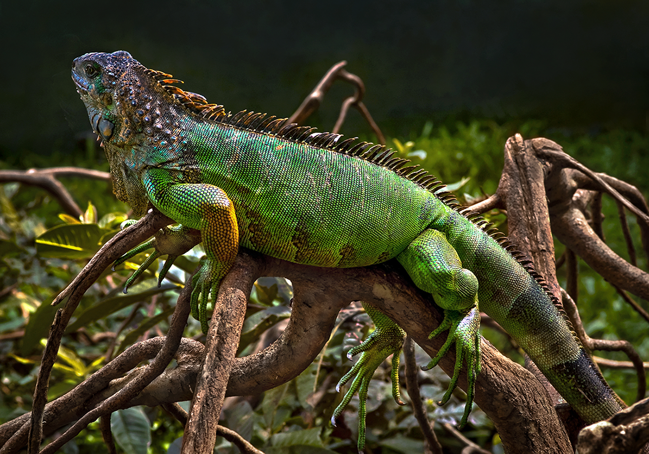 Iguana - Caribbean coast - Puerto Viejo, Costa Rica  2007