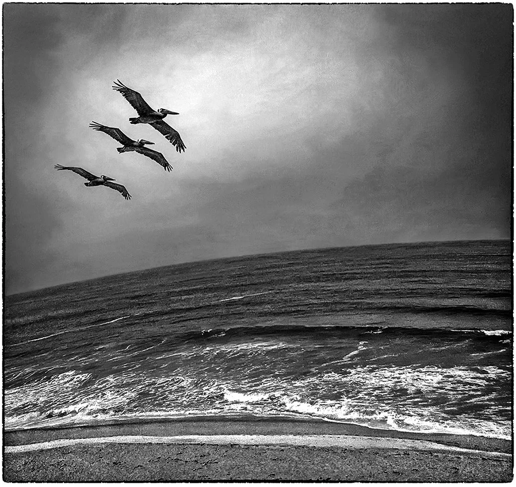 Pelicans - Pacific Coast Highway 1 - Half Moon Bay, California 2014