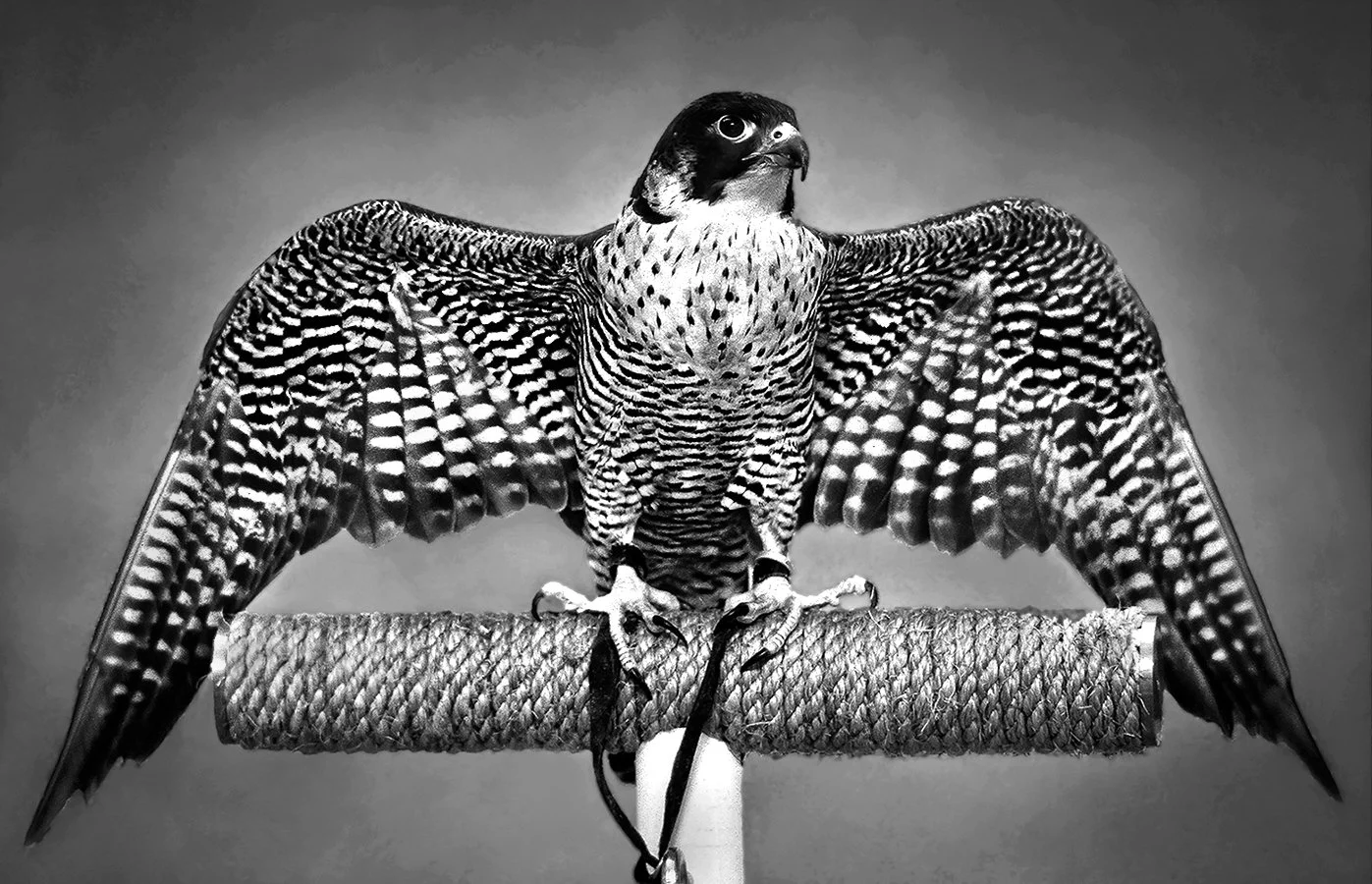 Peregrine Falcon - Lindsay Wildlife Rescue - Walnut Creek, California  1993 - client: Pacific Gas & Electric