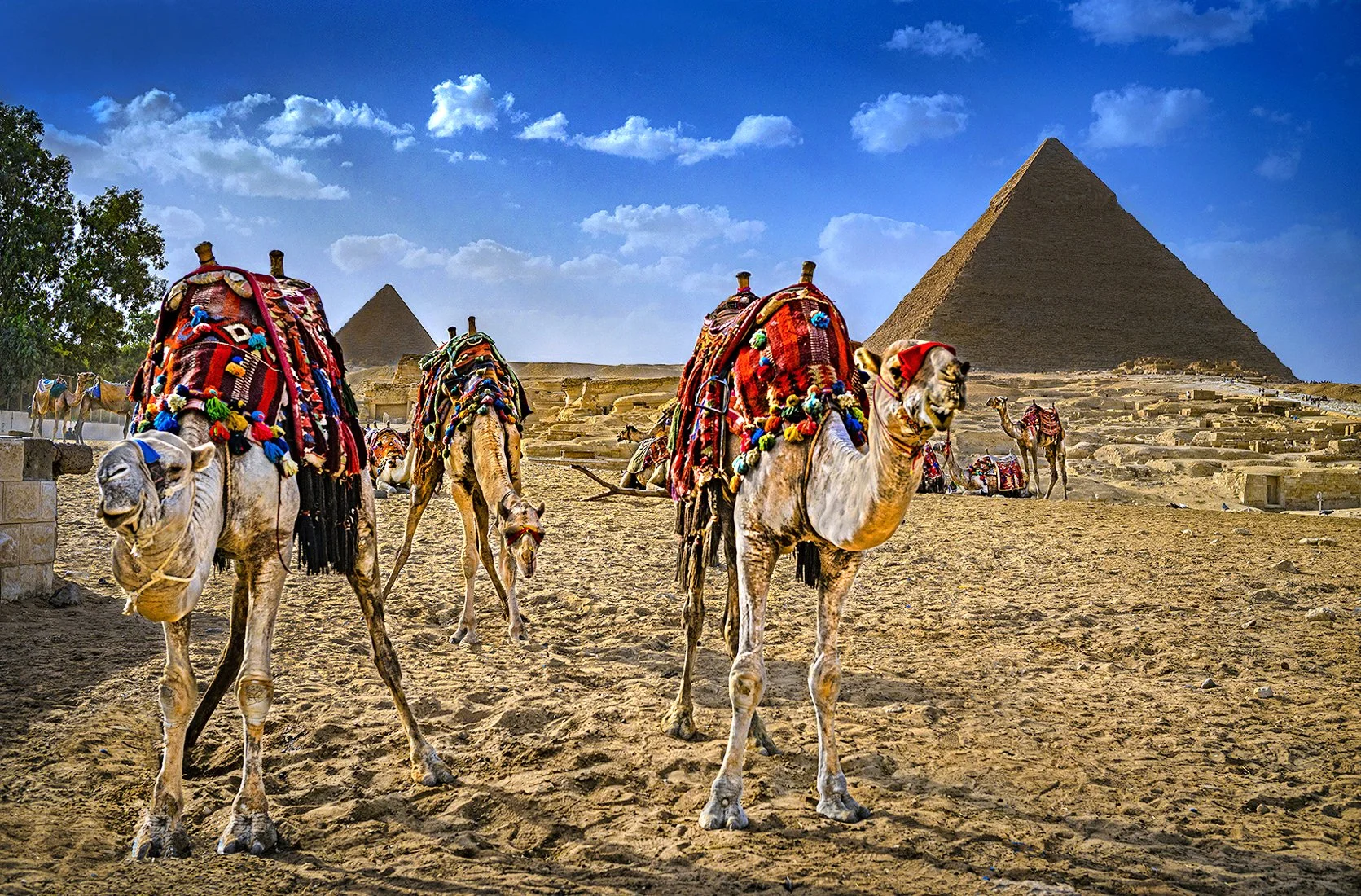 Pyramids & Camels  -  Giza, Egypt  2024