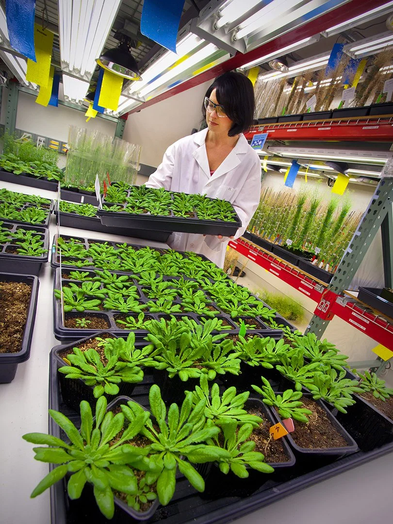 Arabidopsis seedlings - Biofuel plant growth room - Joint BioEnergy Institute (JBEI) - LBNL - Emeryville, California - client: US Dept. of Energy
