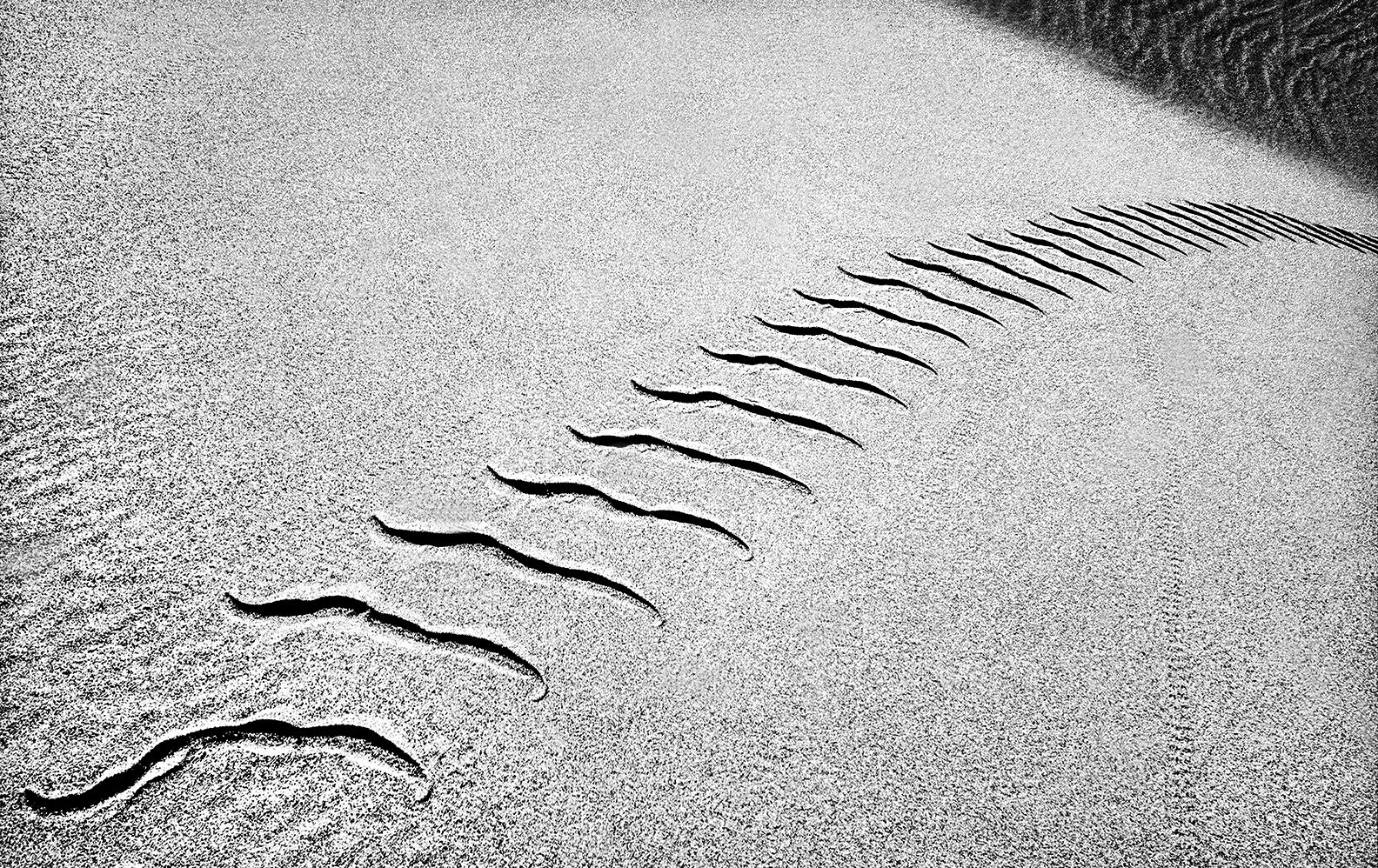 Sidewinder  -  Dunes at Stovepipe Wells  -  Death Valley, California  1993 - client: Pacific Gas & Electric