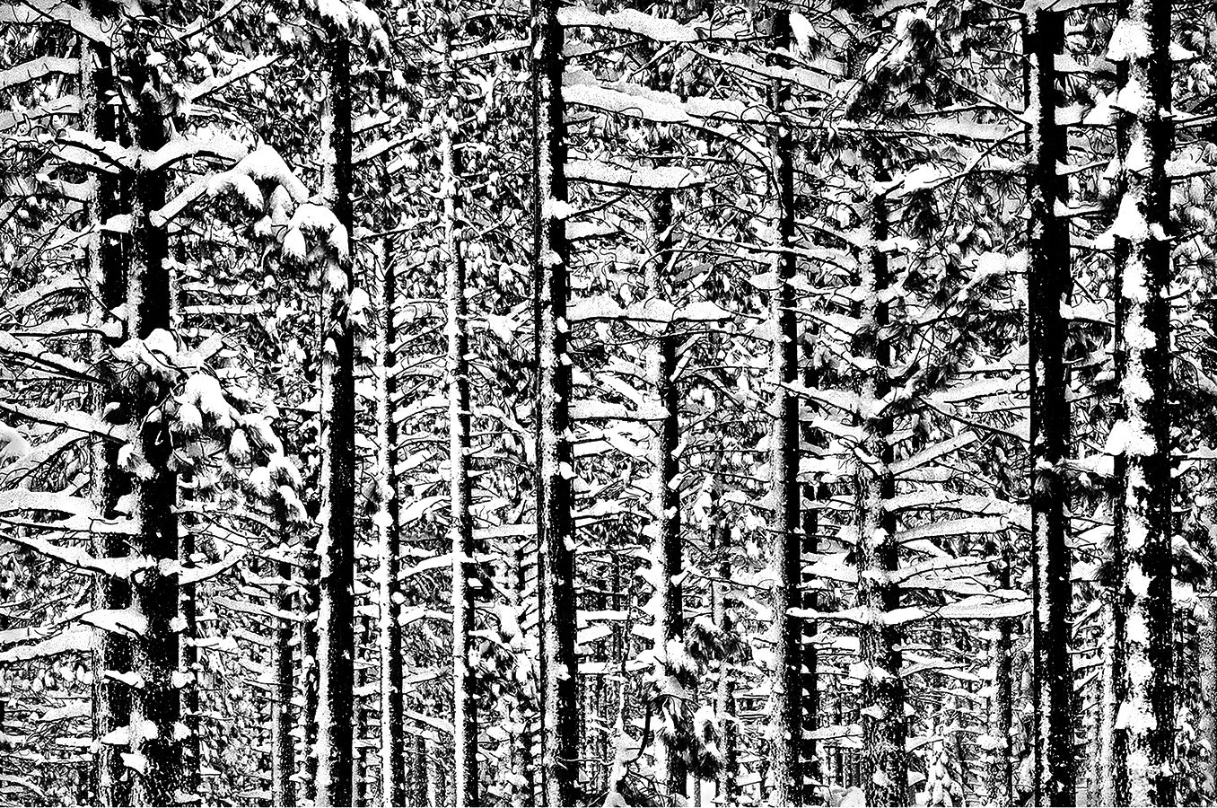 Pine Tree forest - High Sierra Blizzard - 10 feet of snow - Grover Hot Springs, California - elevation 6000 feet - December 1992 - client: Pacific Gas & Electric
