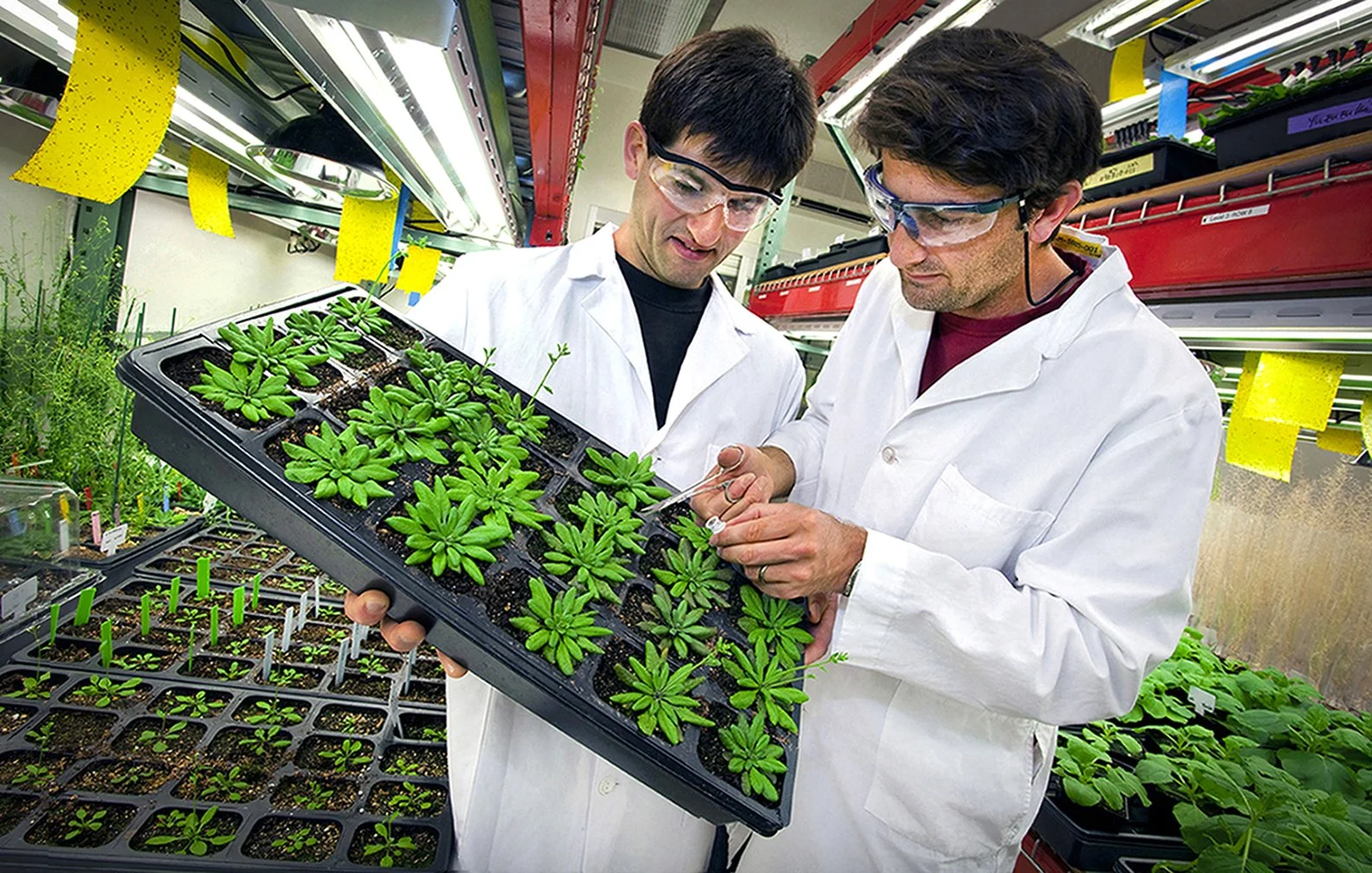 Arabidopsis plant seedlings - Biofuel research - Joint Bio Energy Institute (JBEI) - Emeryville, California 2009 - client: US Dept. of Energy/LBNL