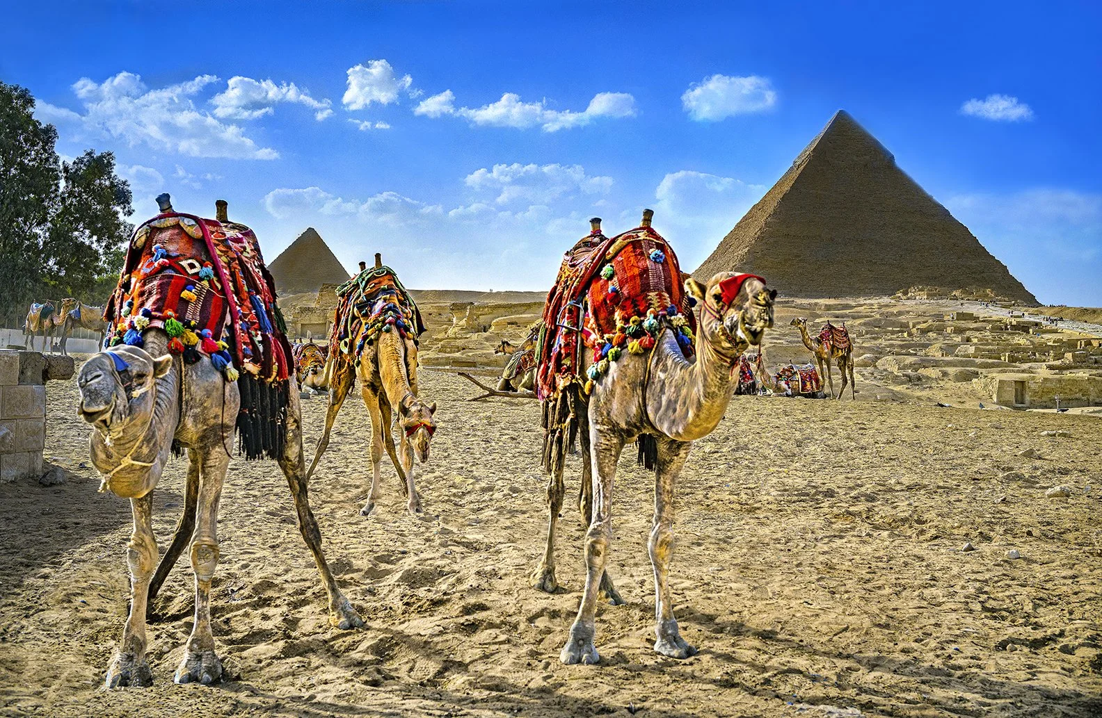 Camel staging area at the Pyramids - Giza, Egypt 2024