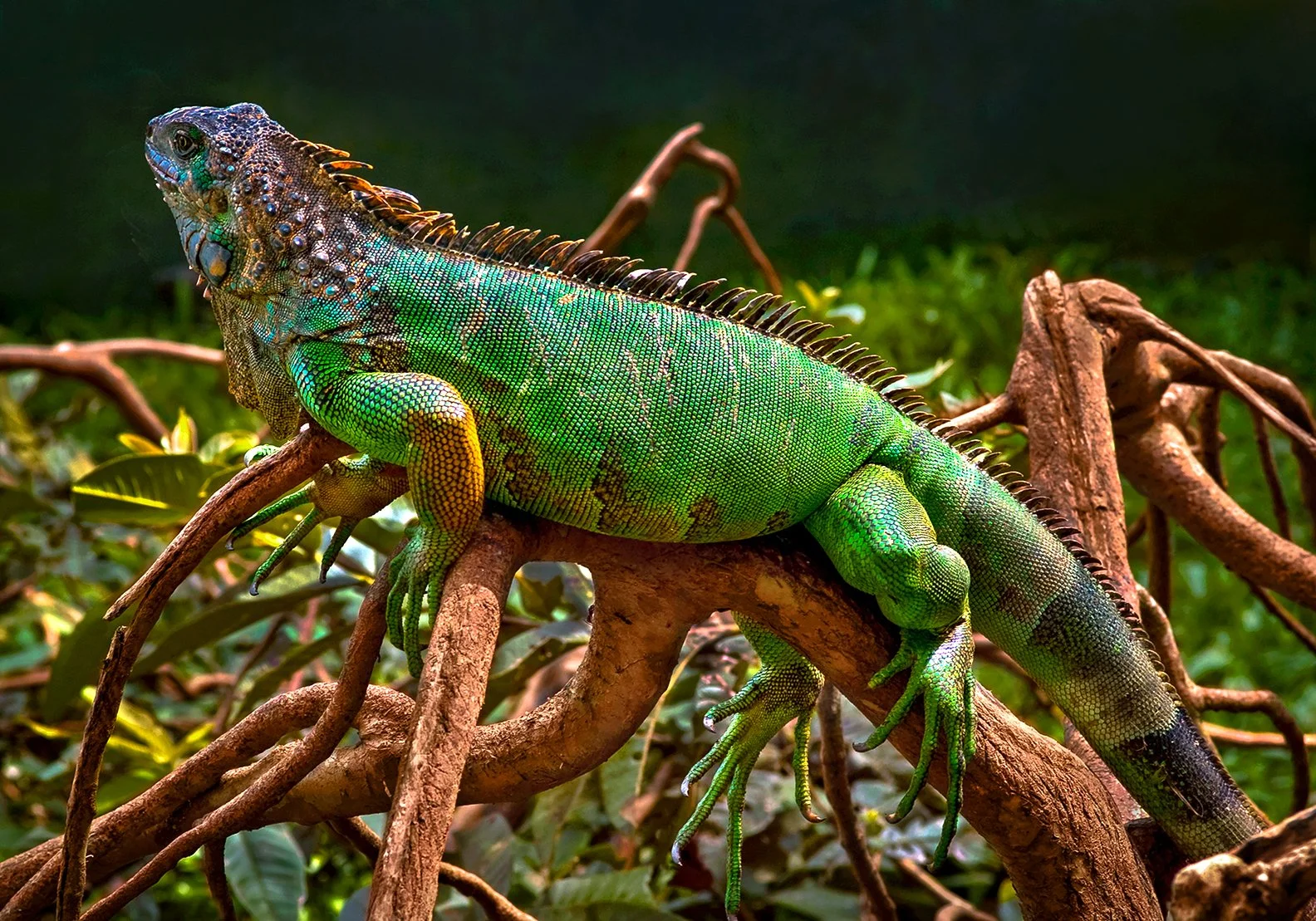 Iguana - Caribbean Sea coastal area of Puerto Viejo, Costa Rica  2007
