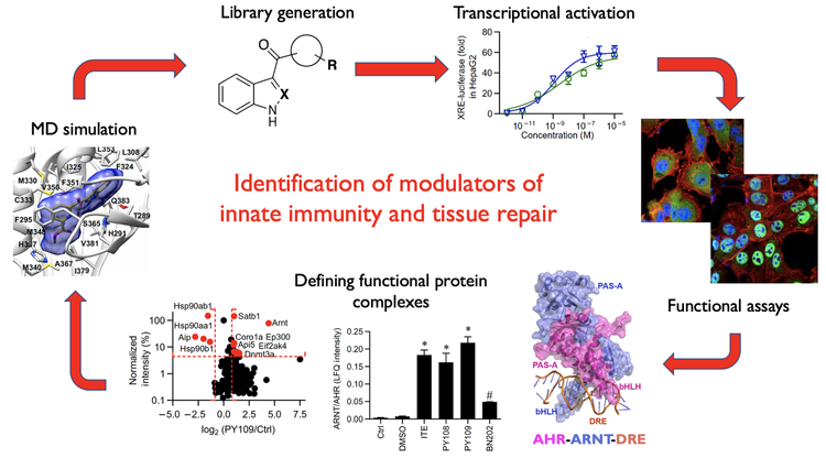 Modulating Innate Immunity — Chaikof Lab