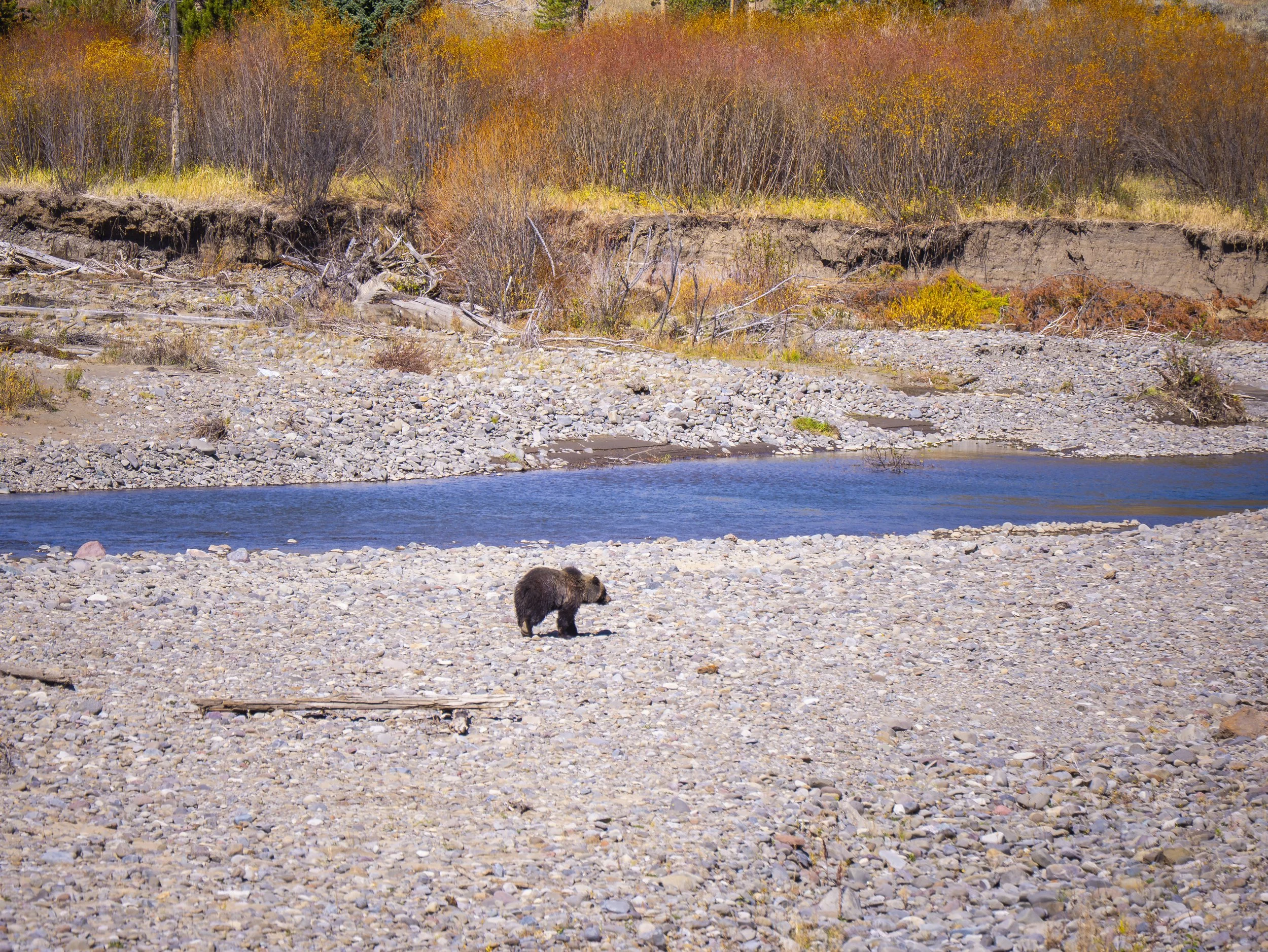 CBC_Photo_Yellowstone2024_YellowstoneBatch2_683.jpg