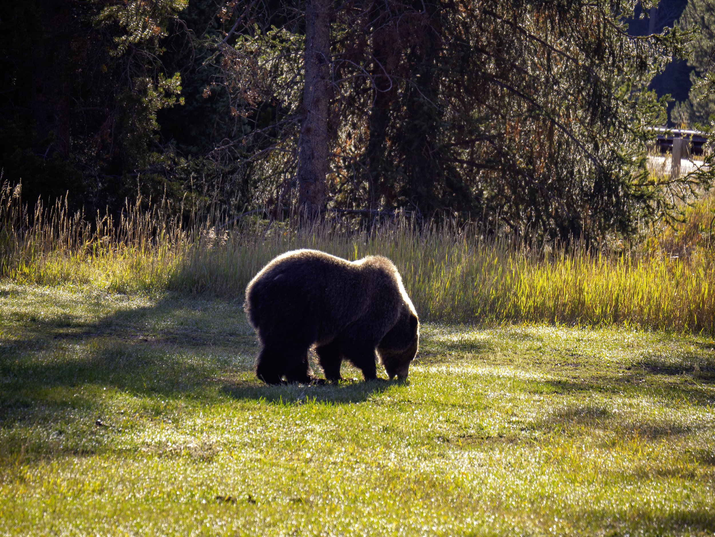 CBC_Photo_Yellowstone2024_Bear24.jpg