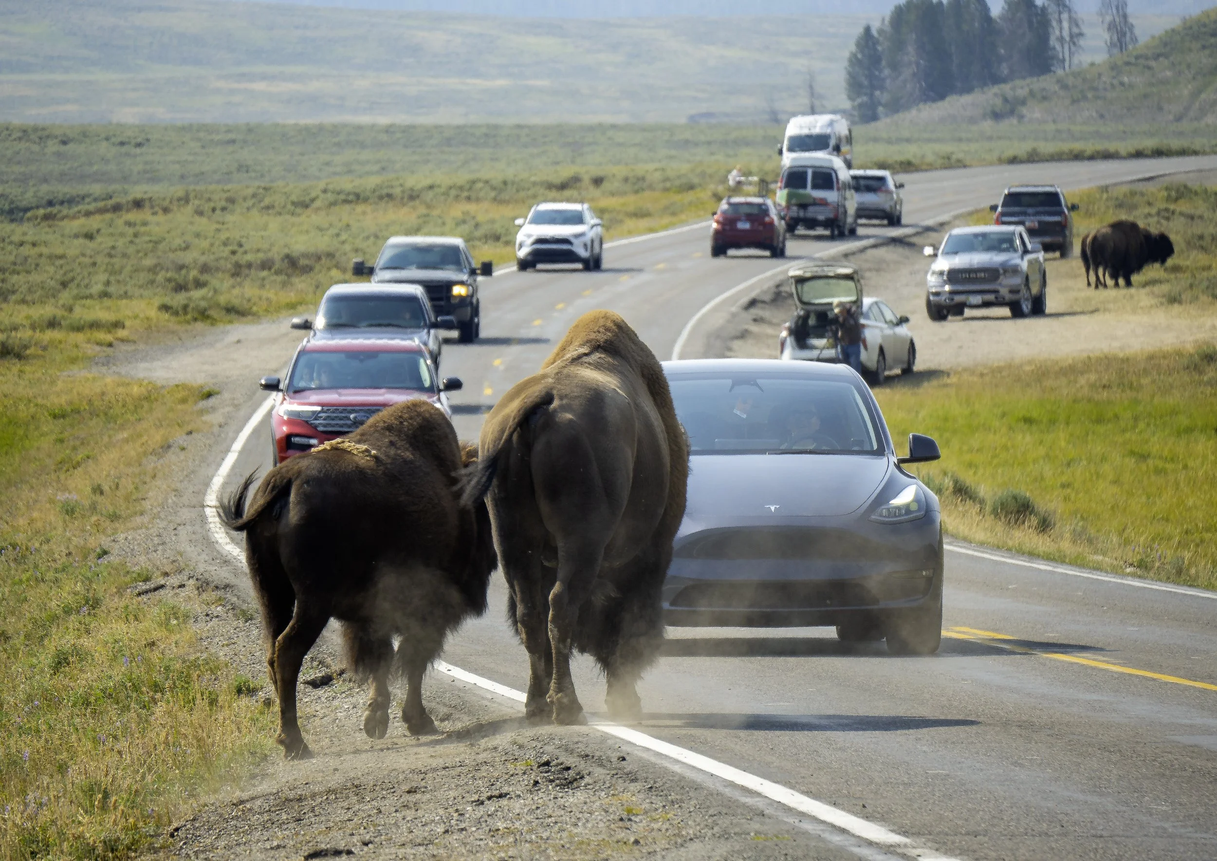 CBC_Photo_Yellowstone2024_Bison6.jpg