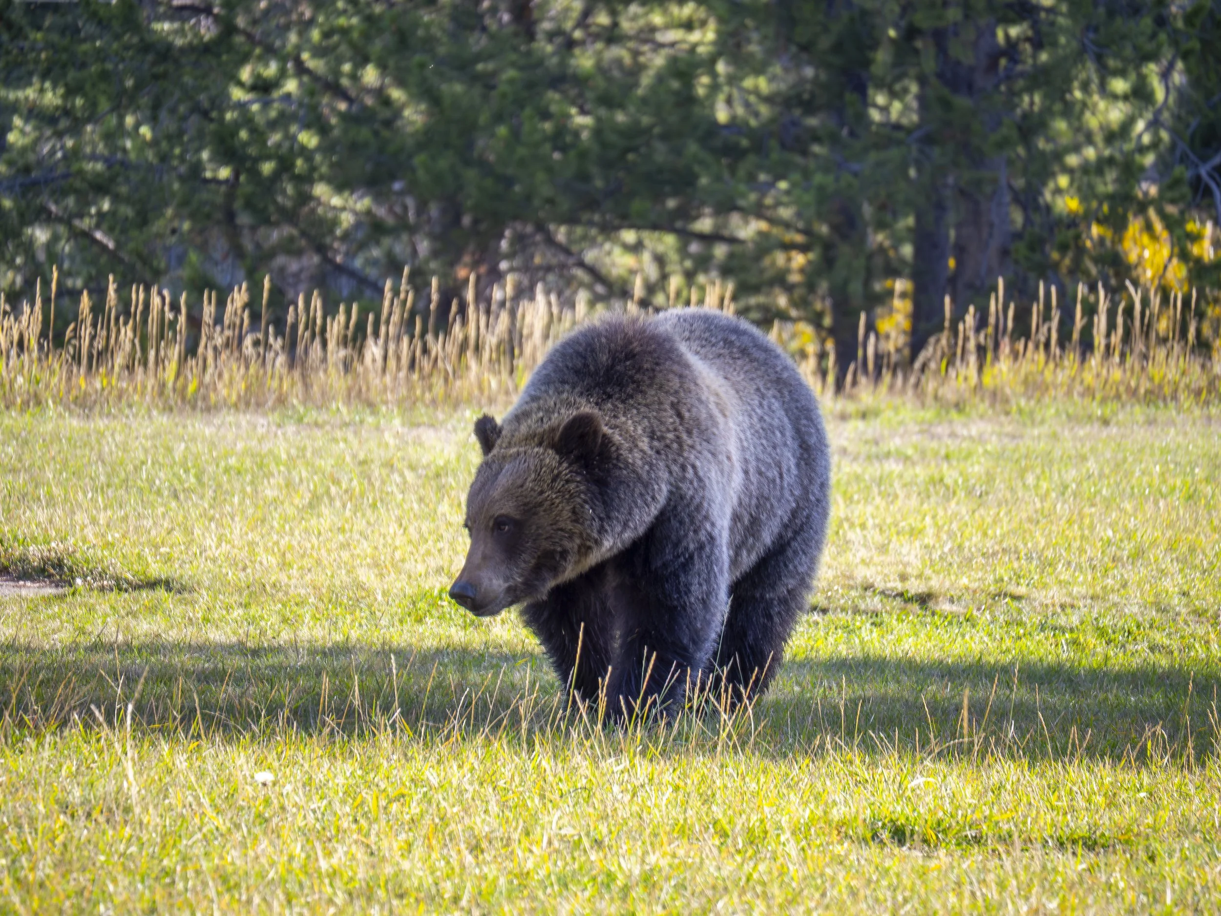 CBC_Photo_Yellowstone2024_YellowstoneBatch2_514.jpg