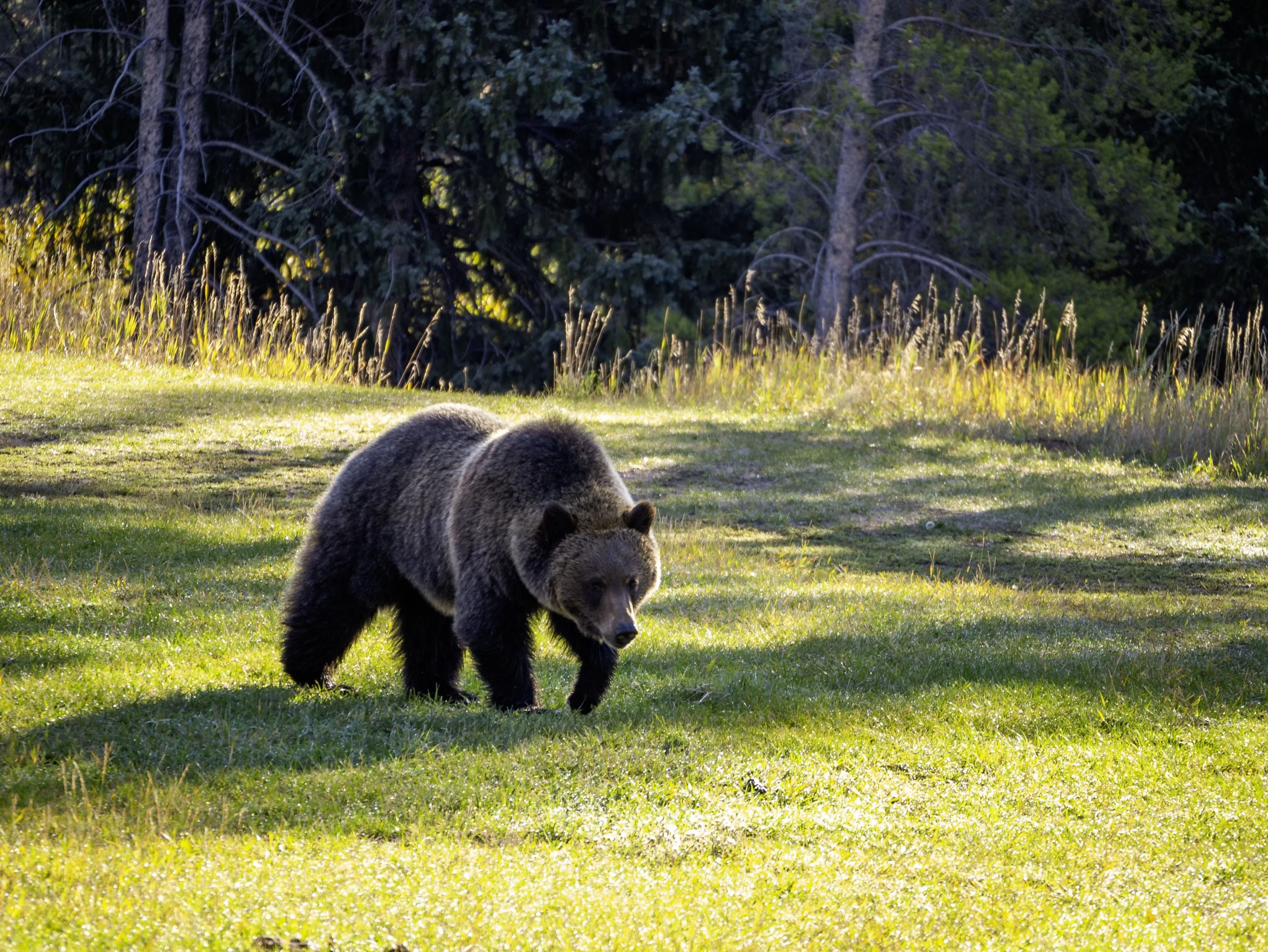 CBC_Photo_Yellowstone2024_Bear11.jpg