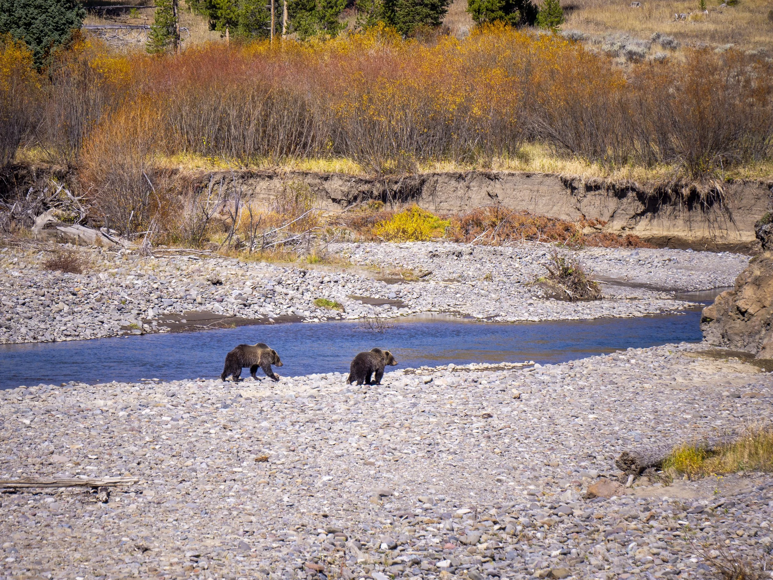 CBC_Photo_Yellowstone2024_Bear35.jpg