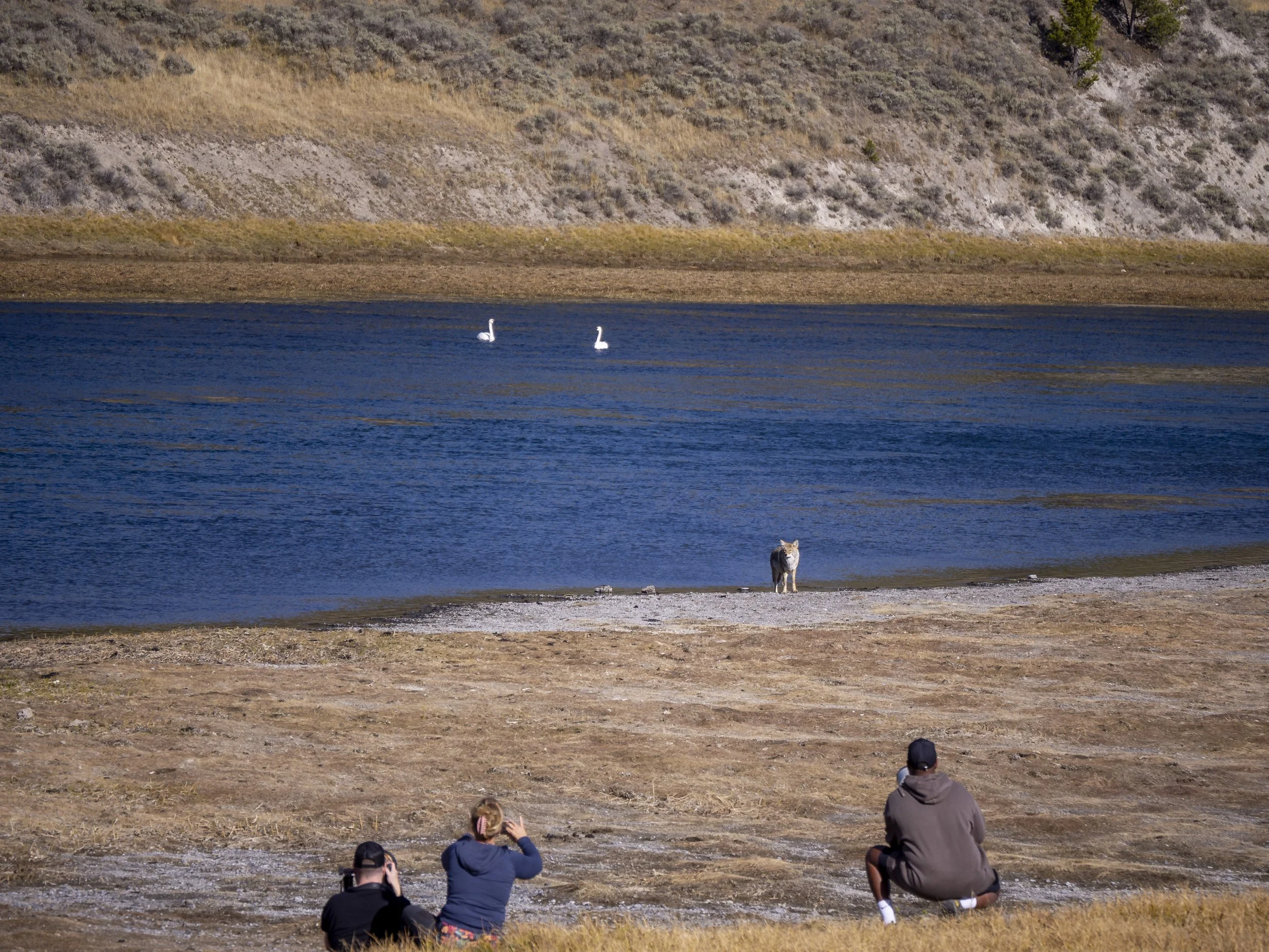 CBC_Photo_Yellowstone2024_Canine3.jpg