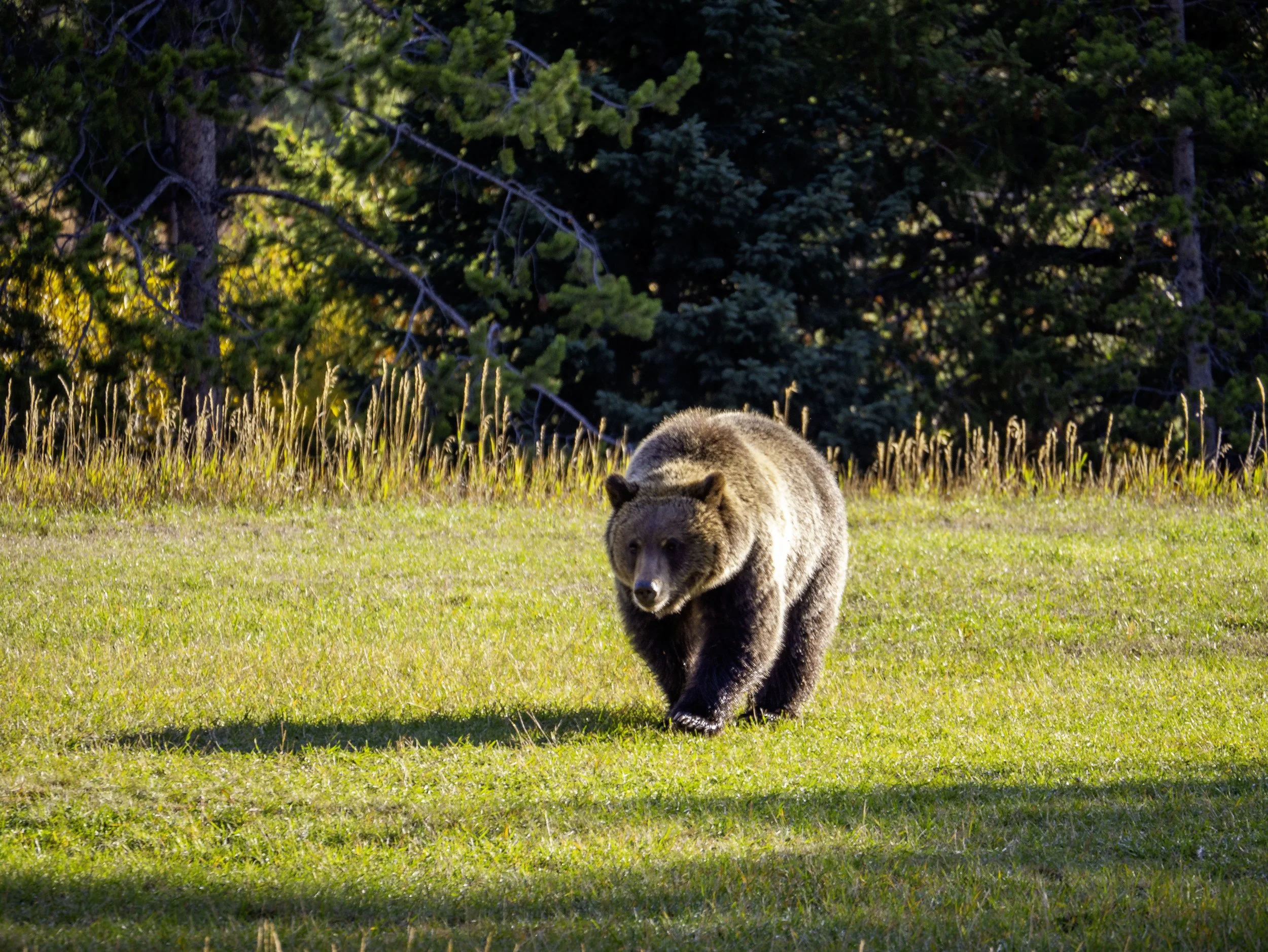CBC_Photo_Yellowstone2024_Bear23.jpg