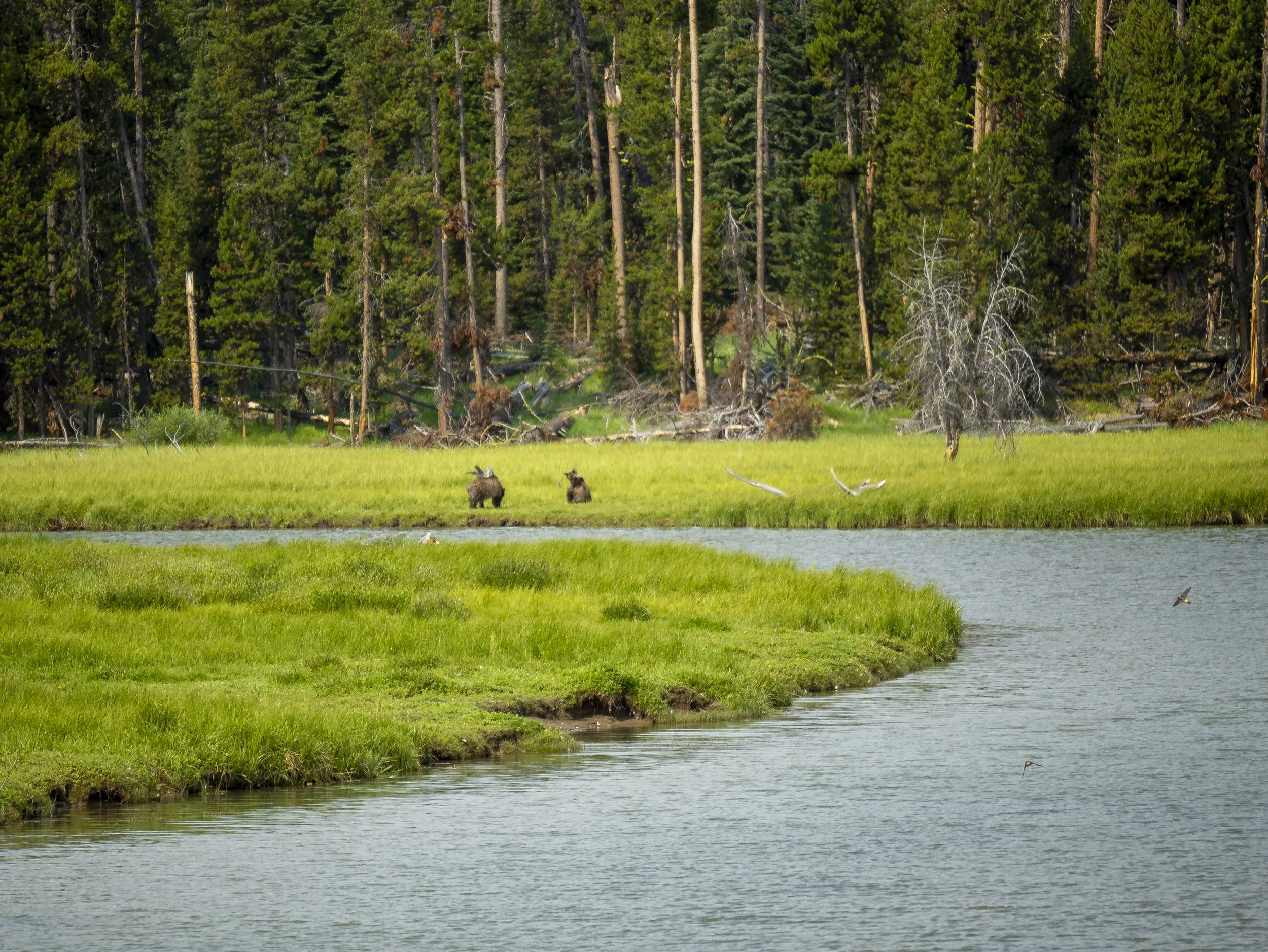 CBC_Photo_Yellowstone2024_Bear01.jpg