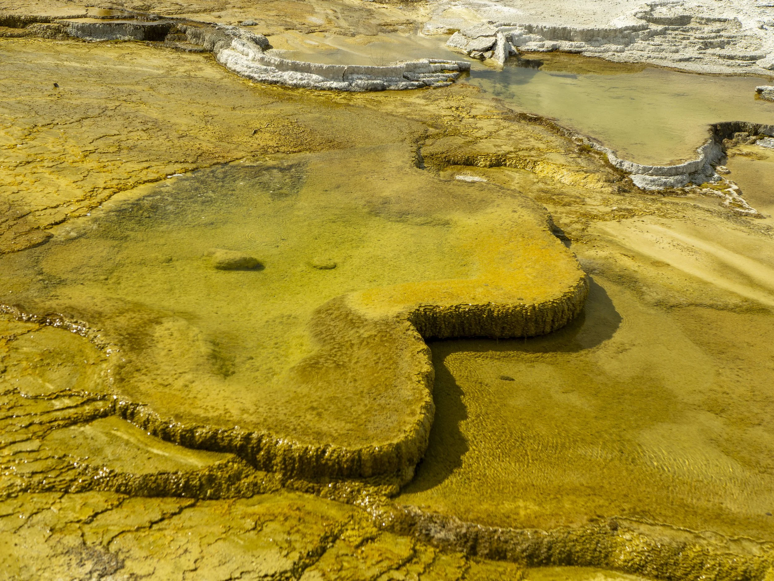 CBC_Photo_Yellowstone2024_YellowstoneBatch2_327.jpg