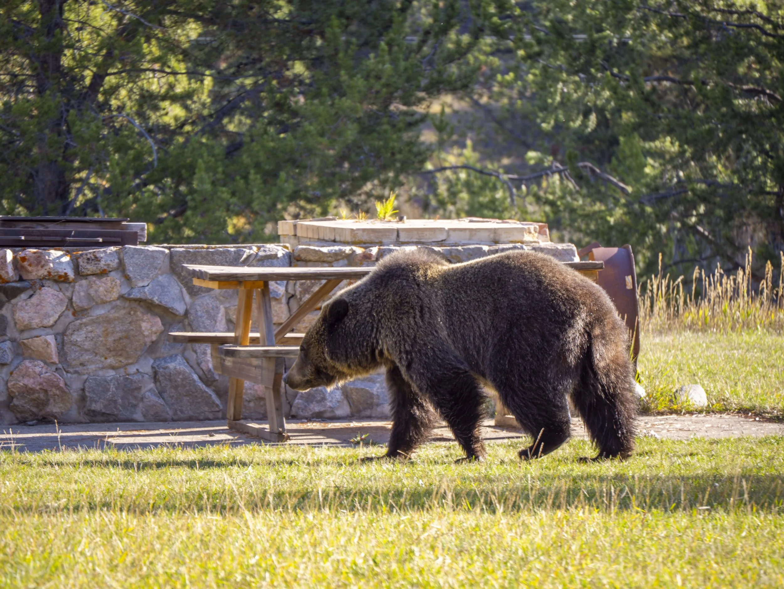 CBC_Photo_Yellowstone2024_YellowstoneBatch2_515.jpg