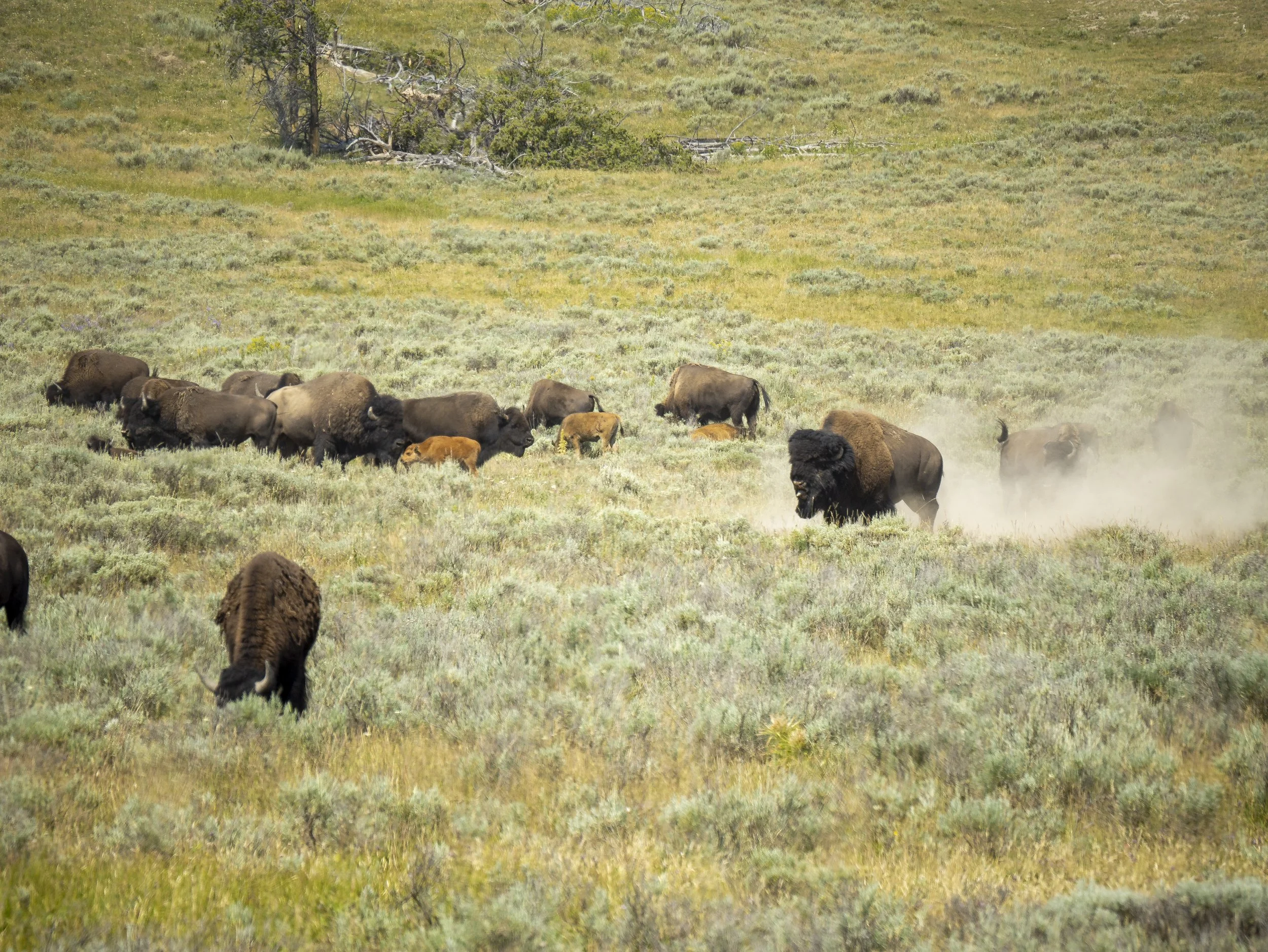 CBC_Photo_Yellowstone2024_Bison1.jpg