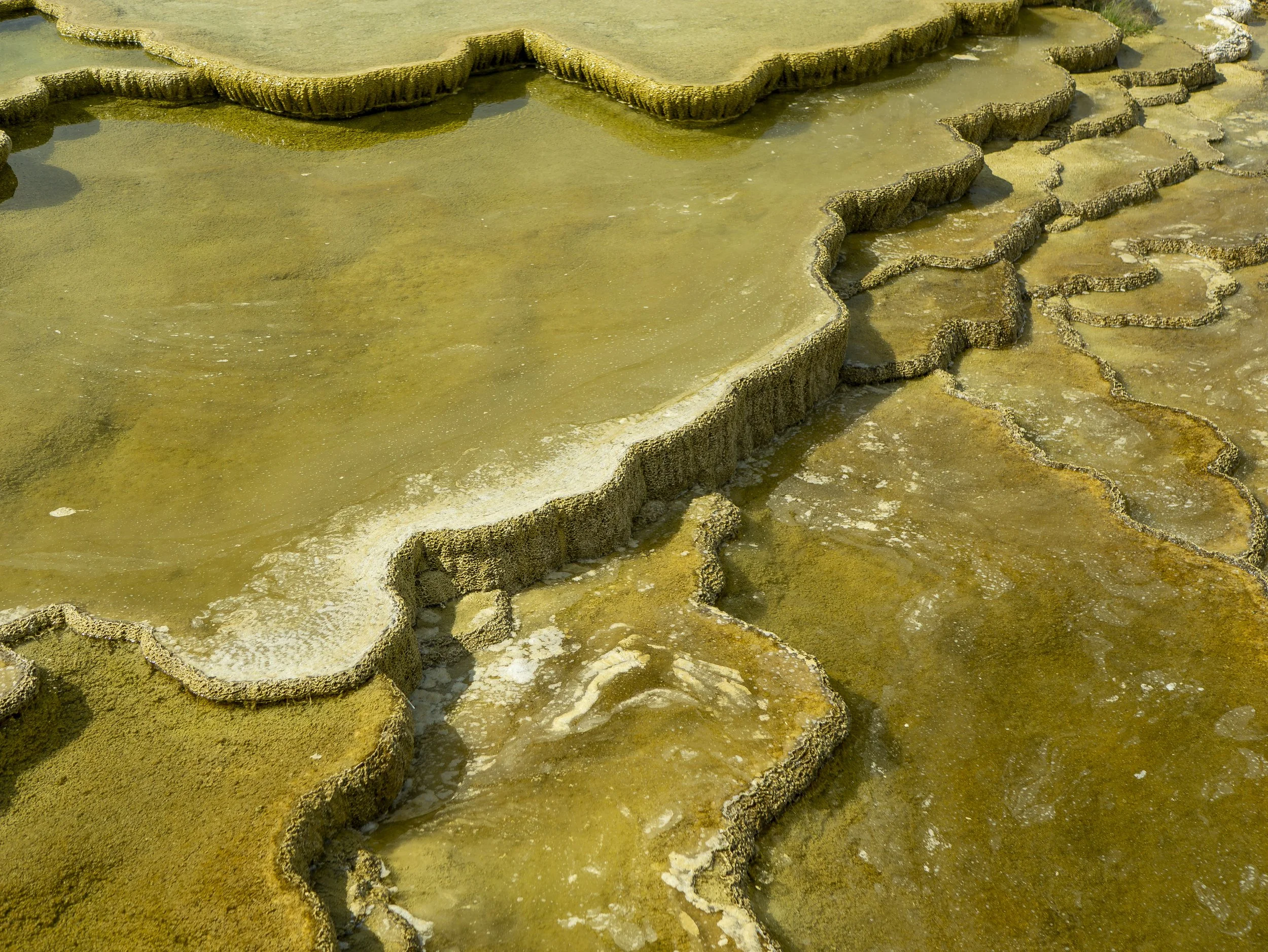 CBC_Photo_Yellowstone2024_YellowstoneBatch2_336.jpg