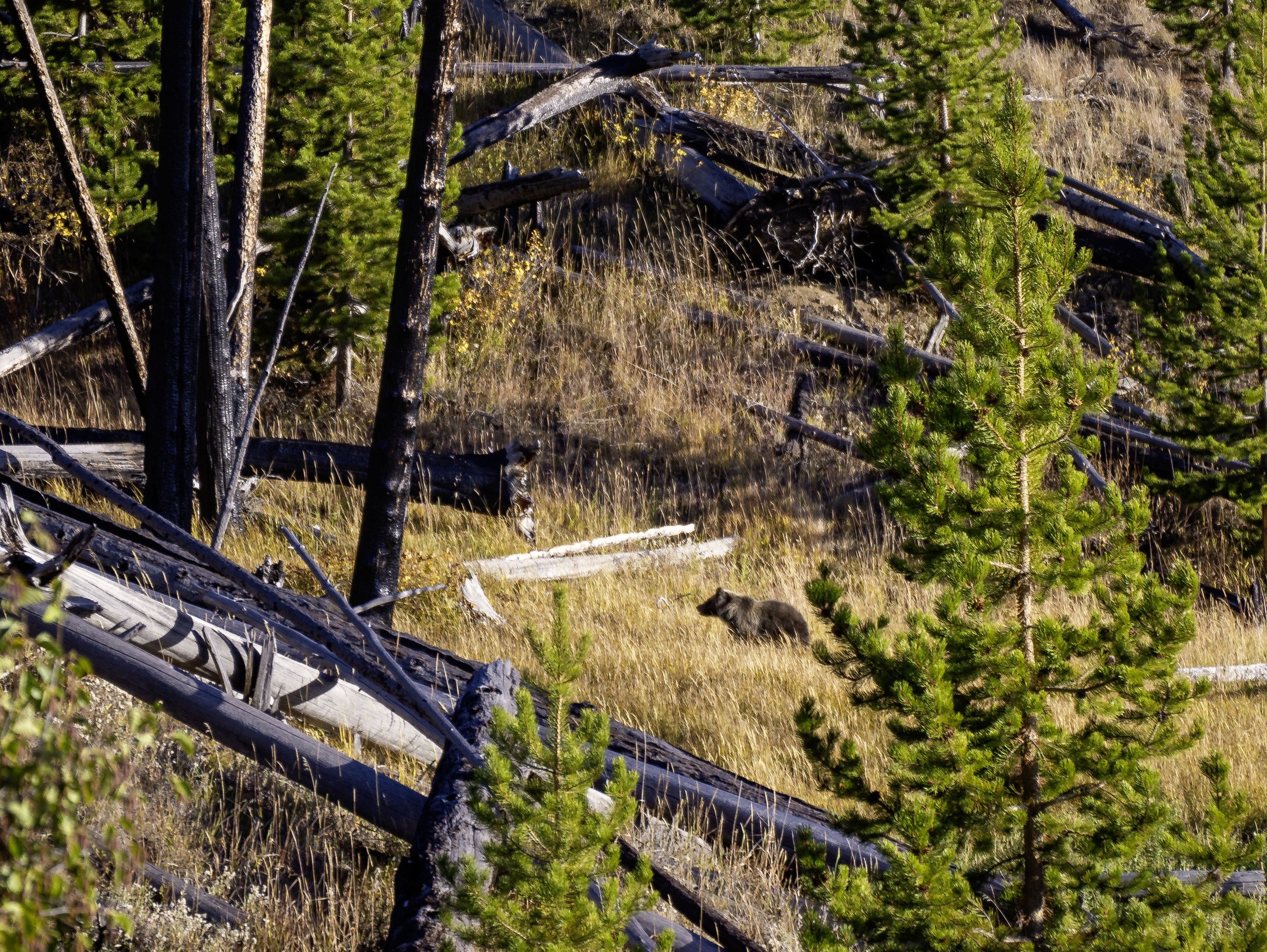 CBC_Photo_Yellowstone2024_Bear32.jpg
