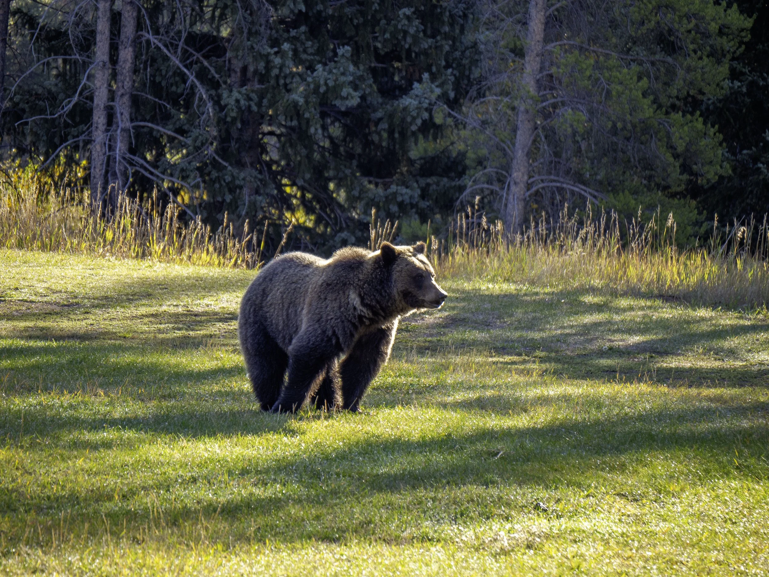 CBC_Photo_Yellowstone2024_Bear9.jpg