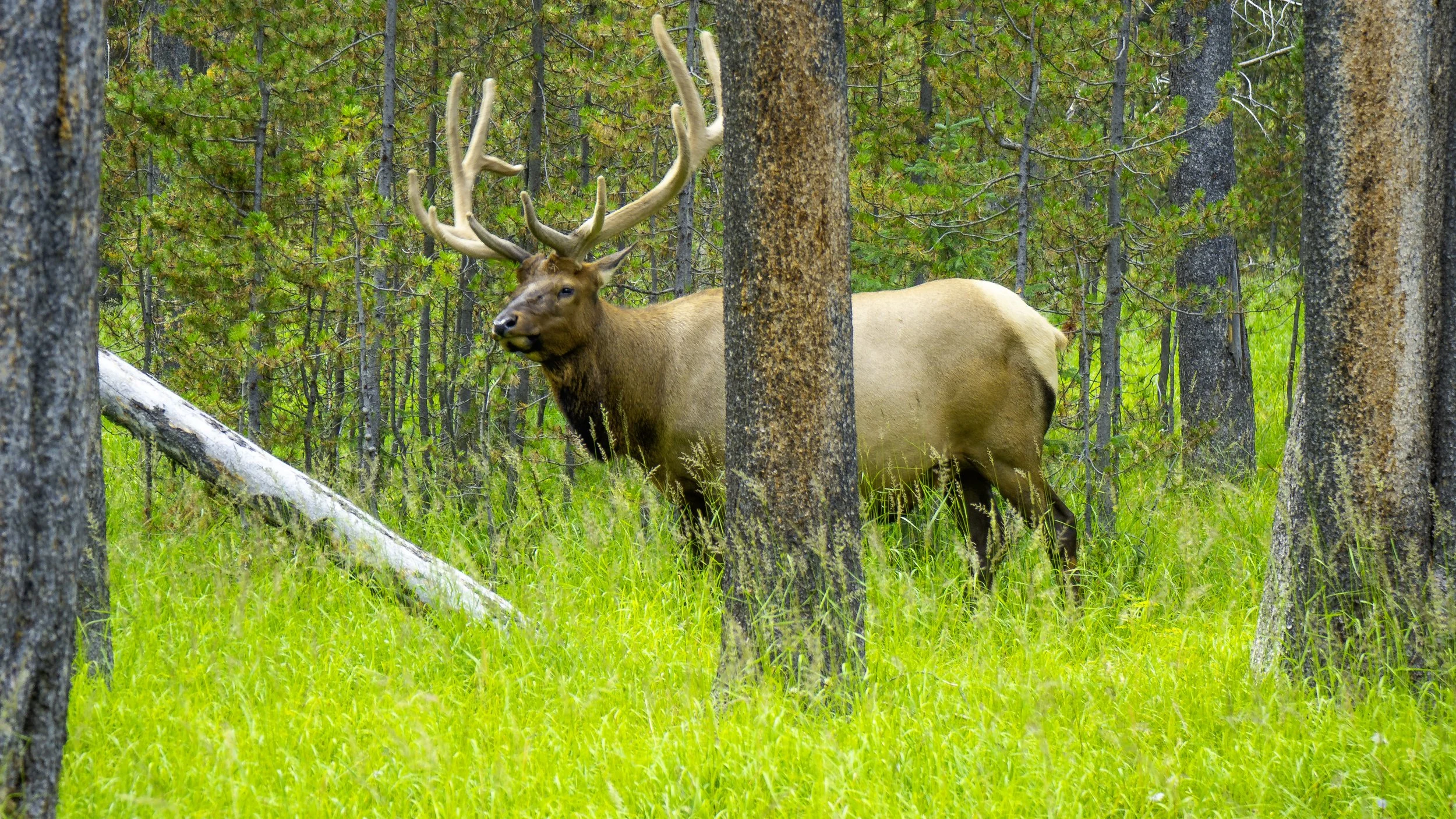 CBC_Photo_Yellowstone2024_Wildlife4.jpg