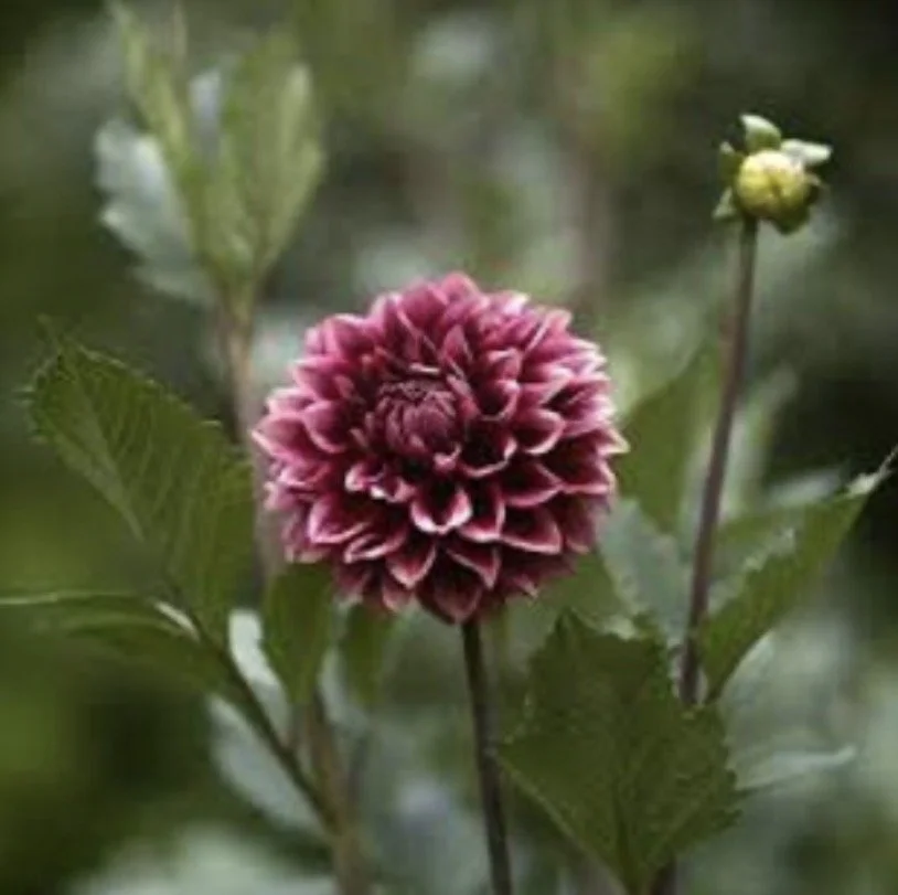 IMG_1876.jpeg