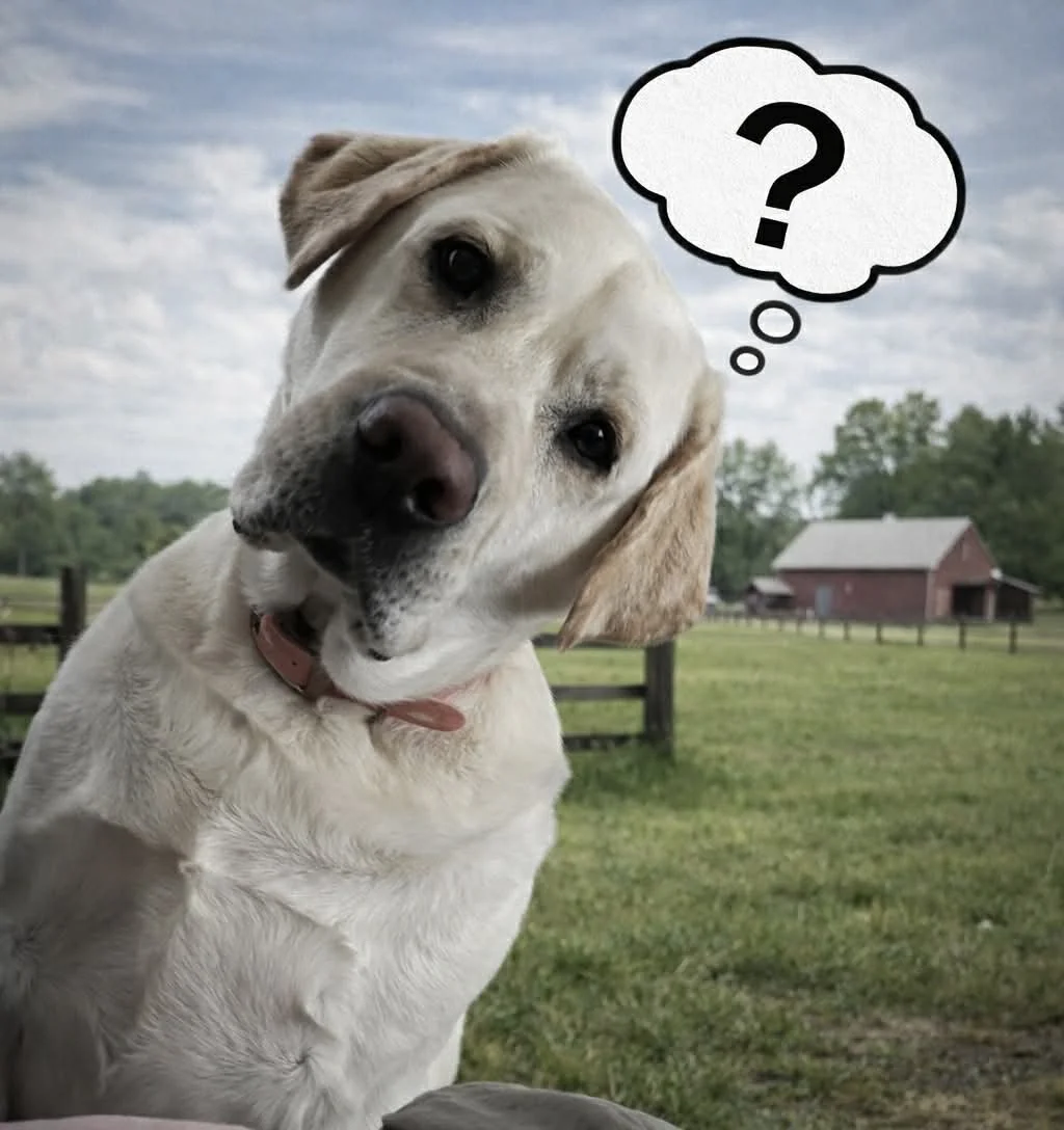 A curious Labrador Retriever dog with an orange collar, looking at the camera with a puzzled expression, with a thought bubble containing a question mark above its head, outdoors on a farm with a red barn in the background.