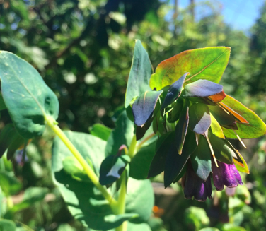 Cerinthe major 'Purpurascens'Honeywort or Blue Shrimp Plant Seeds  Spiffy  Seeds